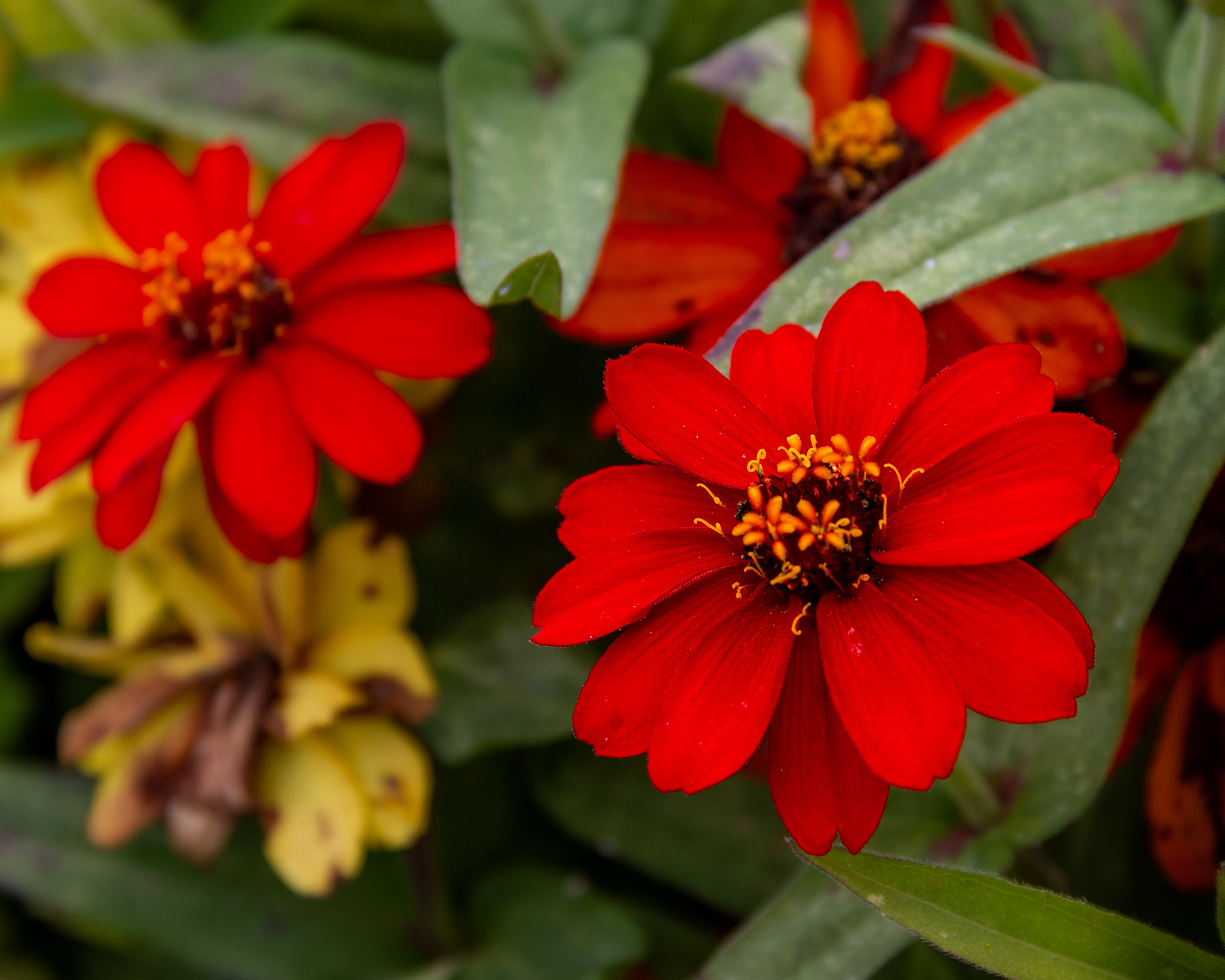 Deep Cut Gardens #9