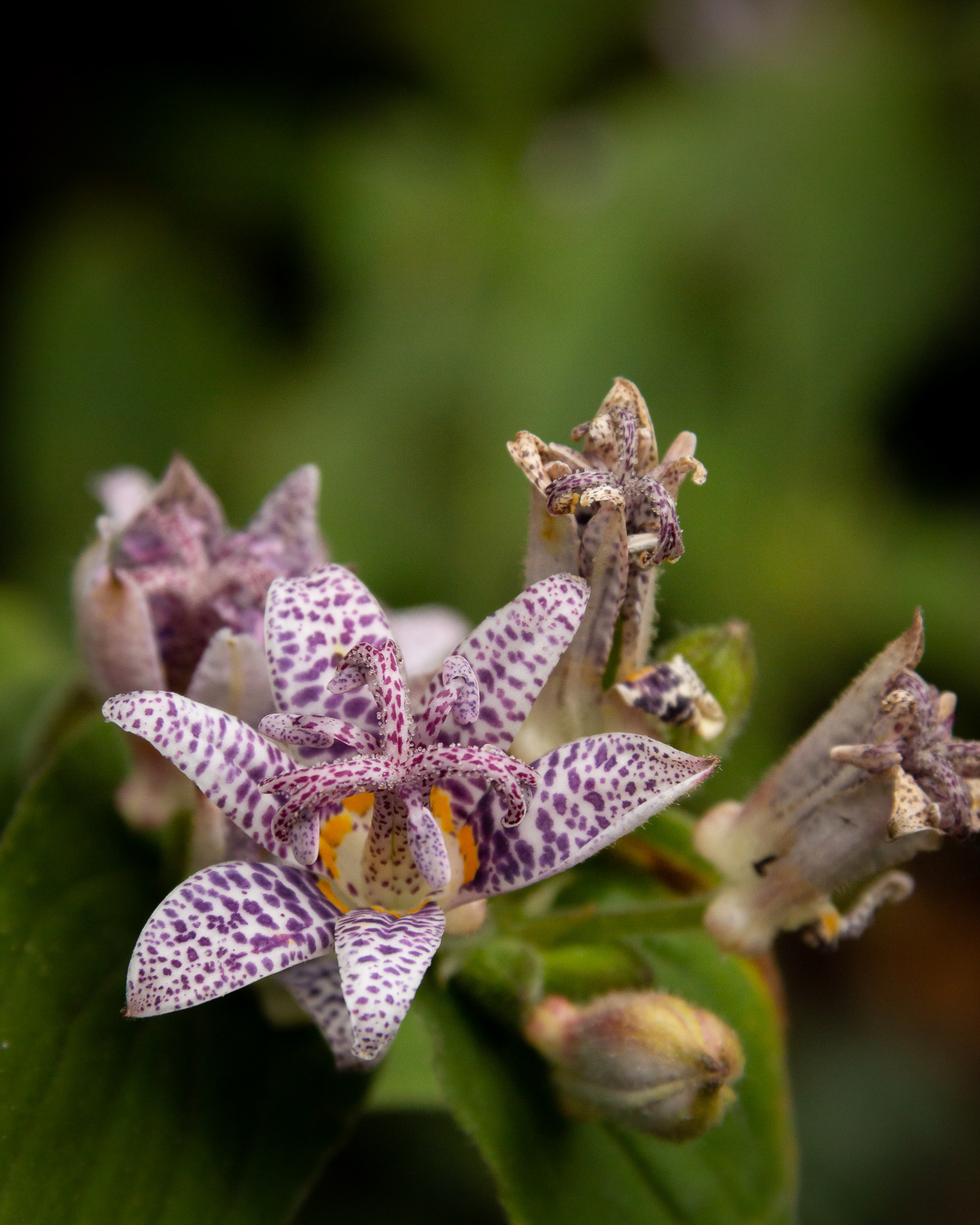 Deep Cut Gardens #11