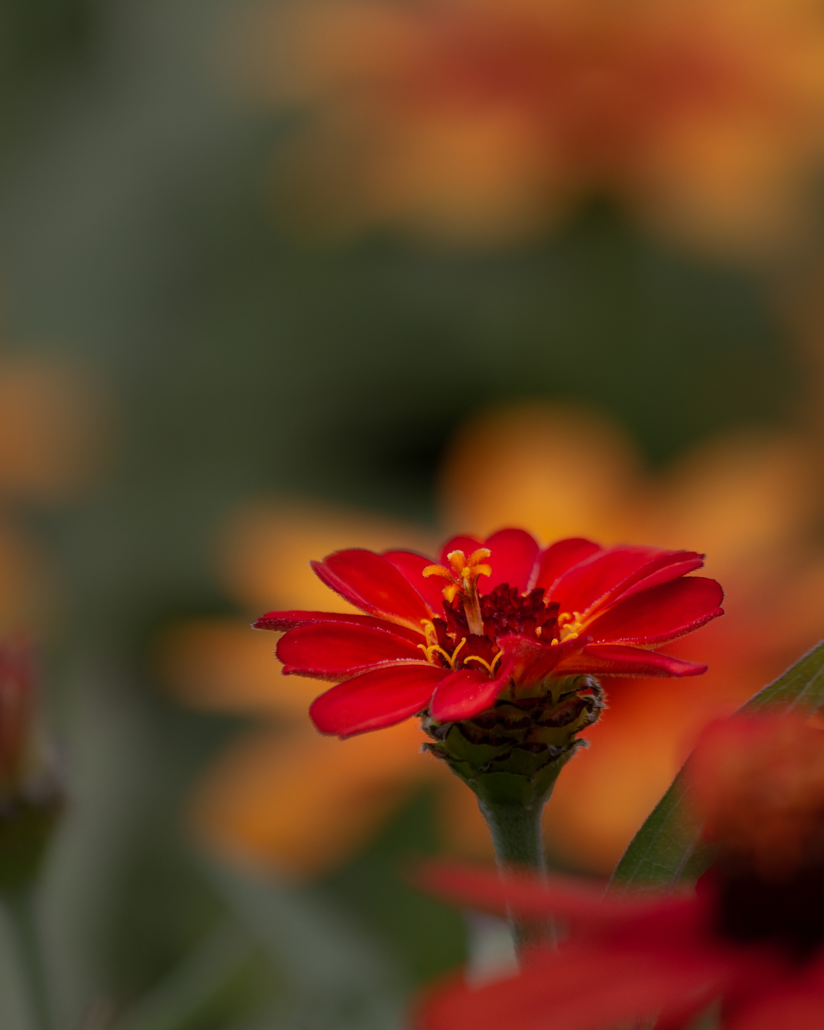 Deep Cut Gardens #4