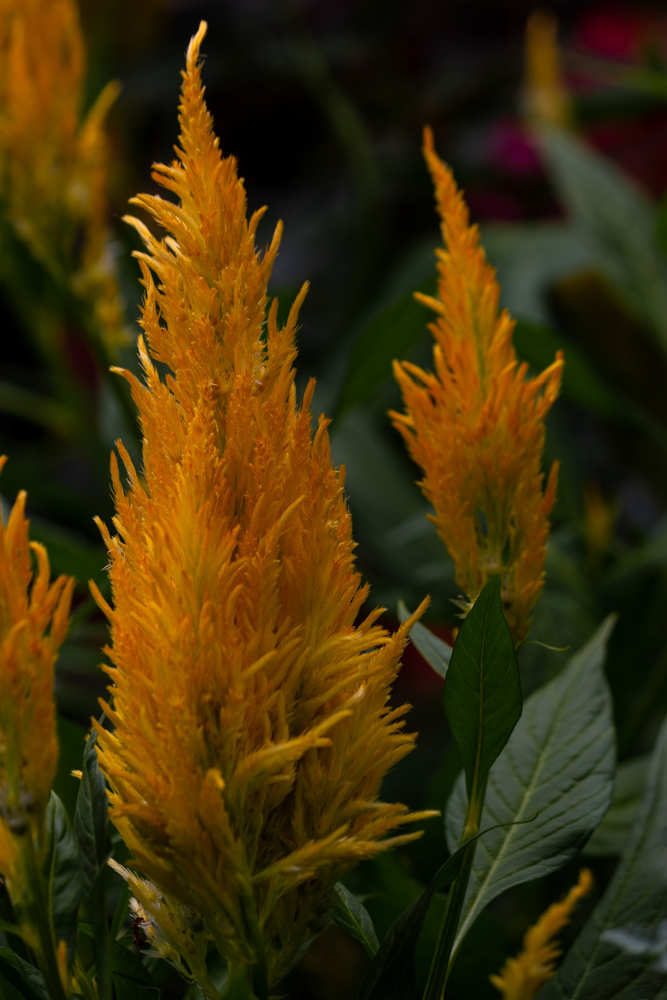 Deep Cut Gardens #3