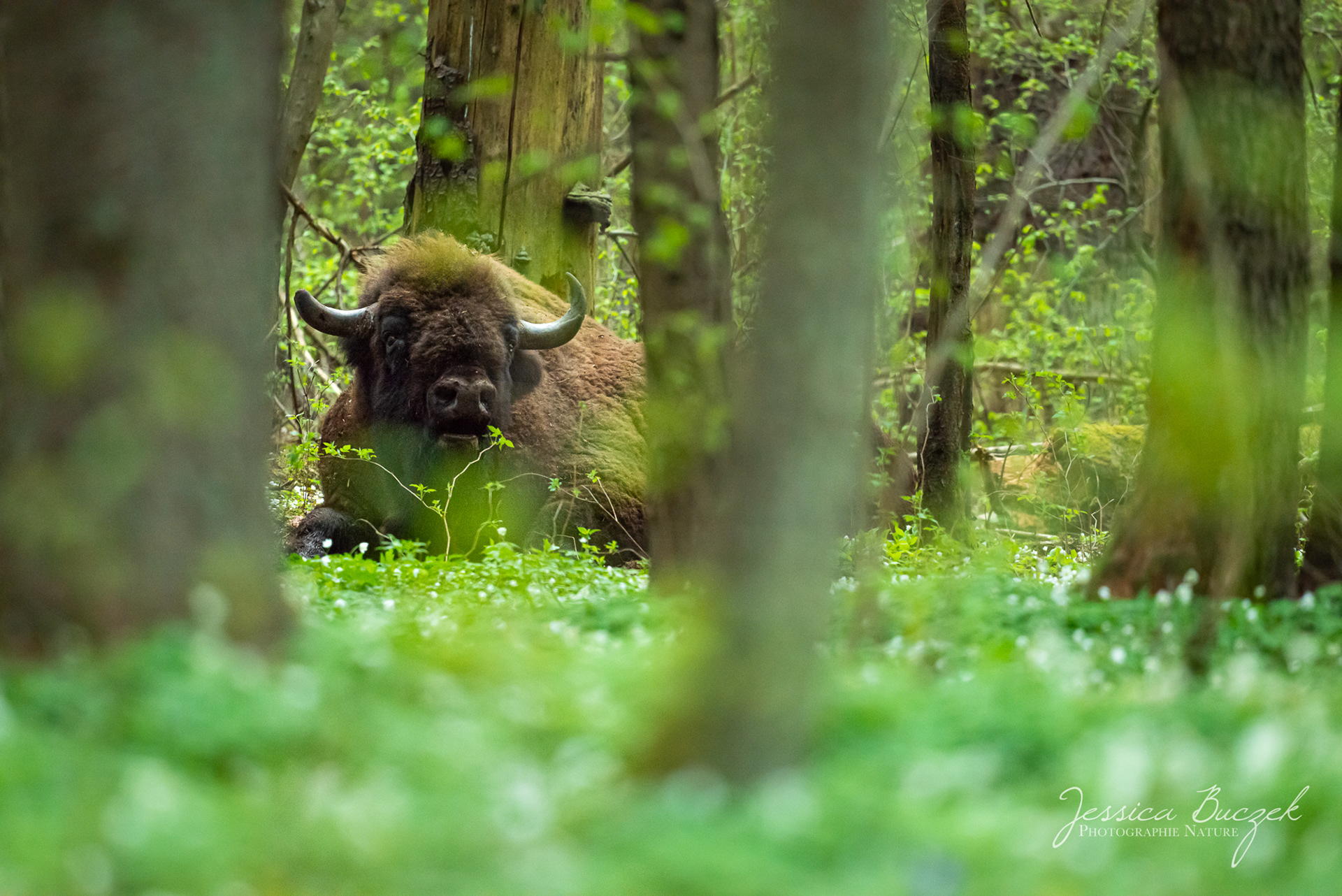 Bison bonasus - Bison d'Europe