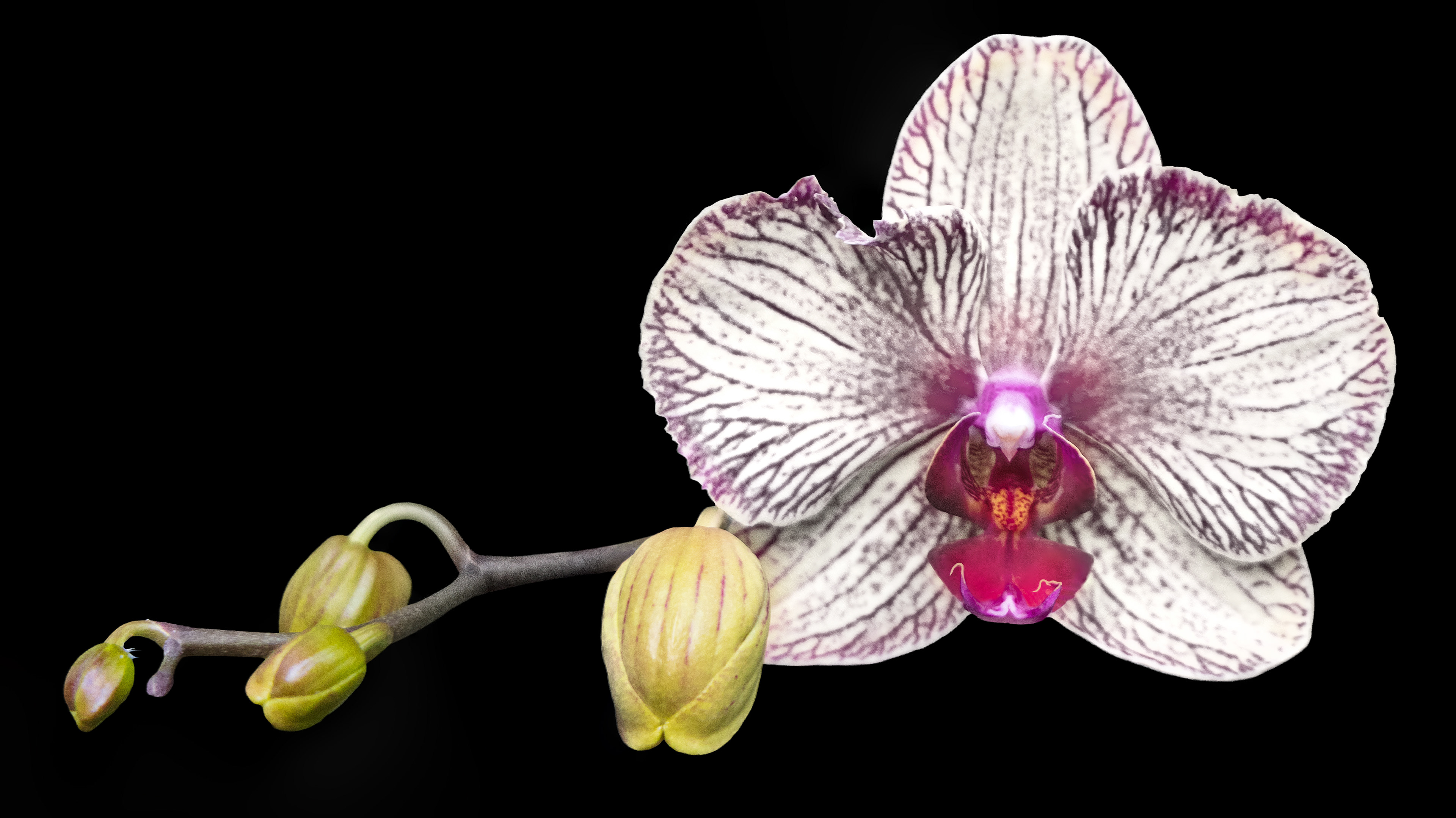 Botanical Orchid