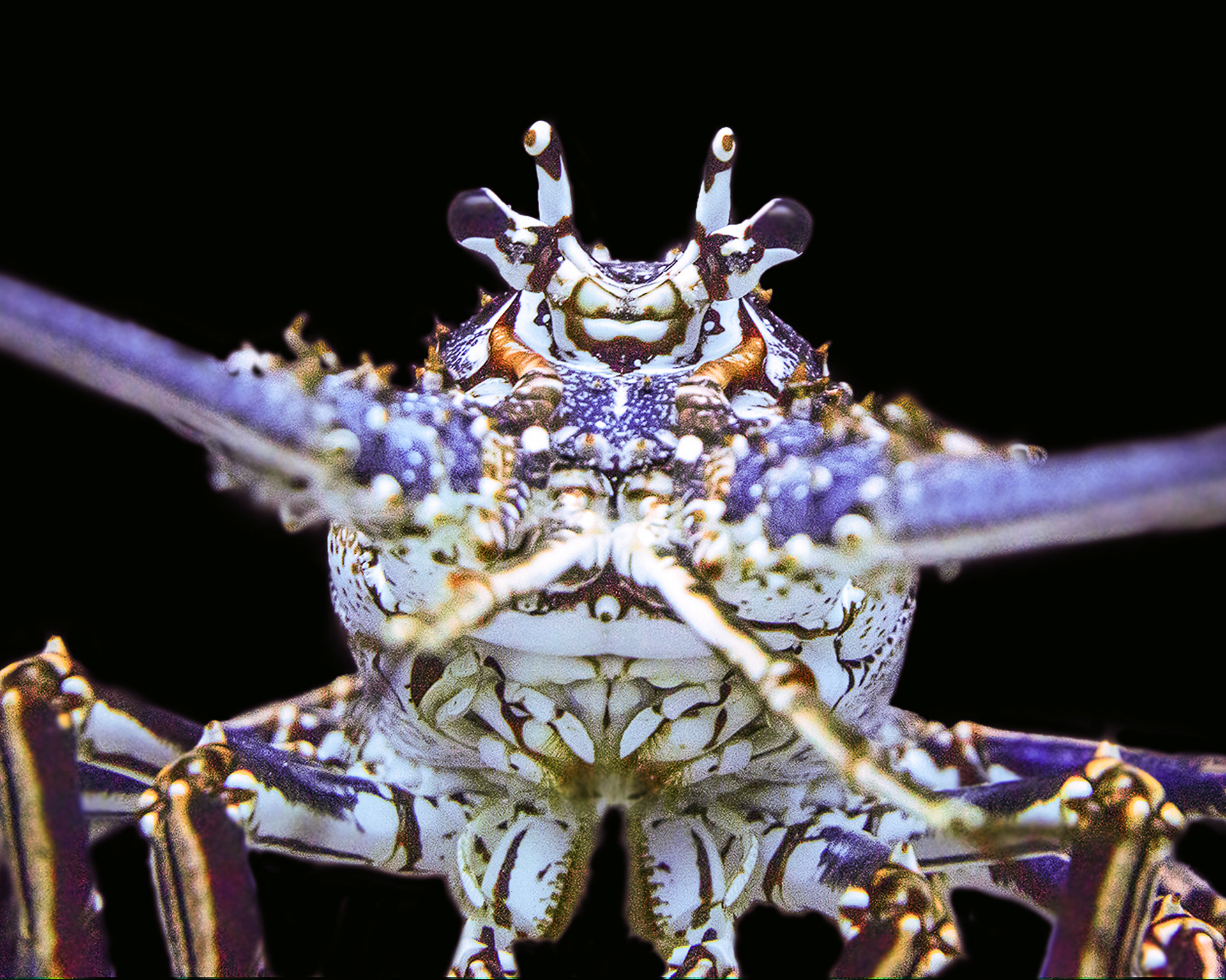 Spiney Lobster, Behamas