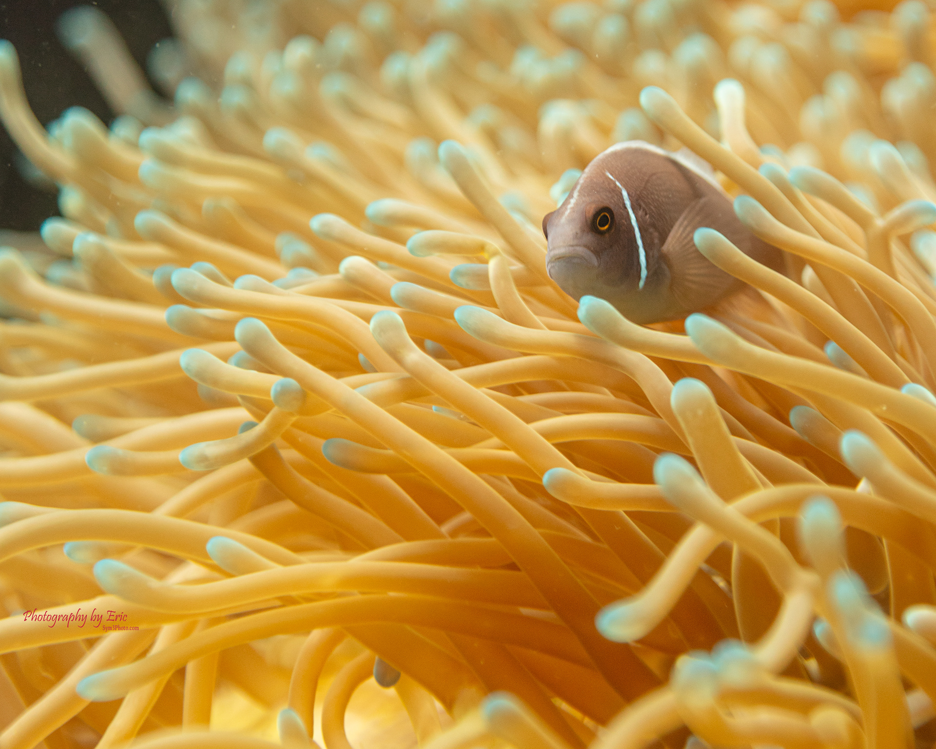 Thailand Clown Fish