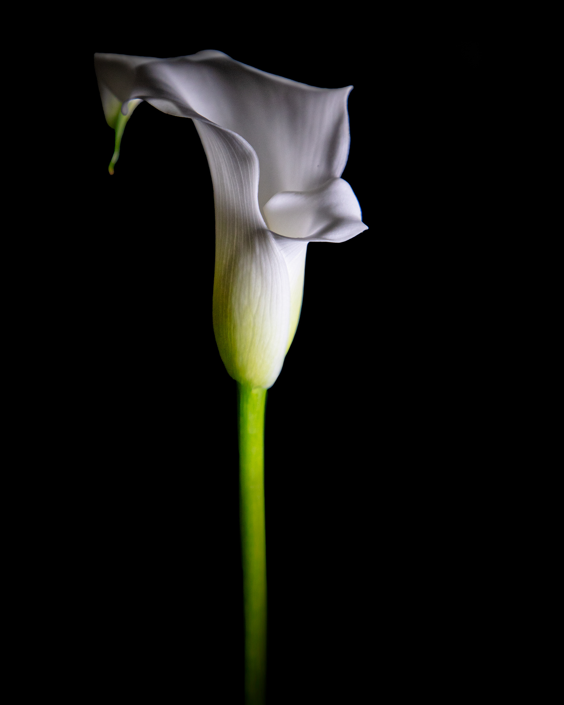 White Calla Lilies