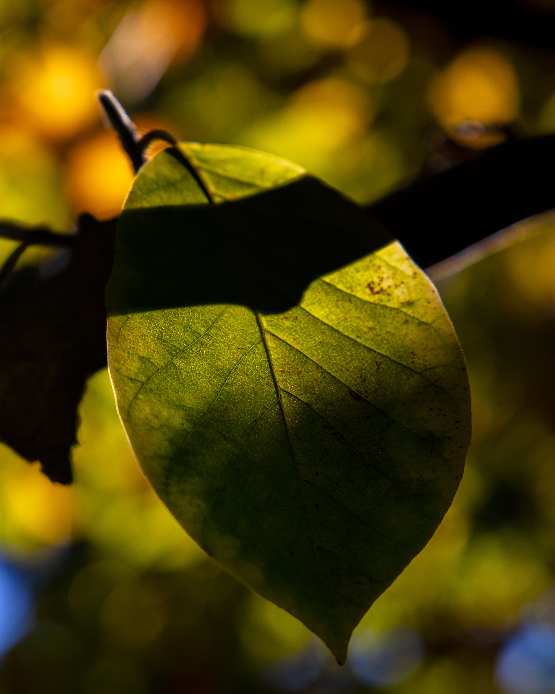 Norfolk Botanical Gardens