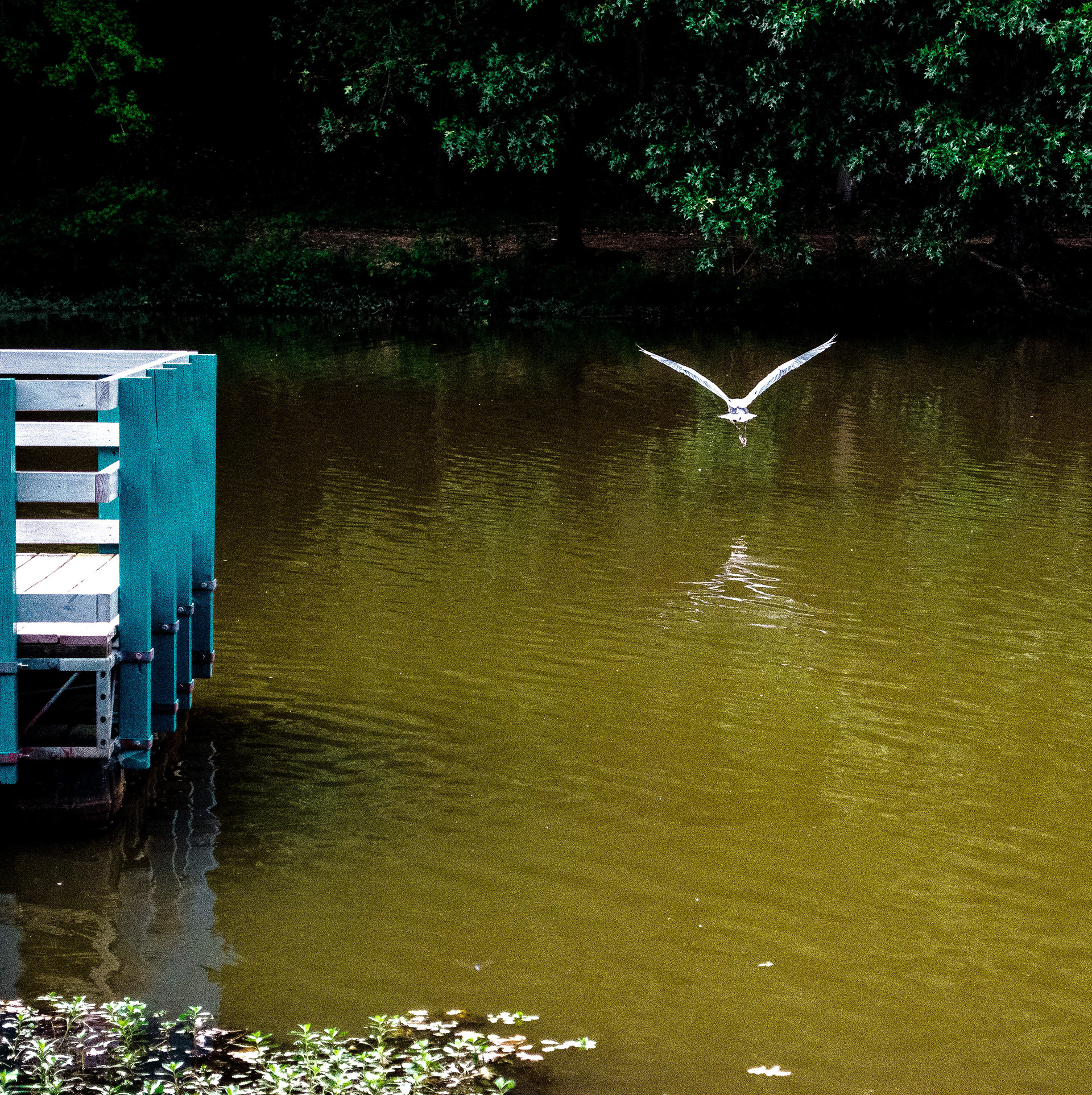 "Soaring Swan". National Wildlife Park, Greensboro, NC