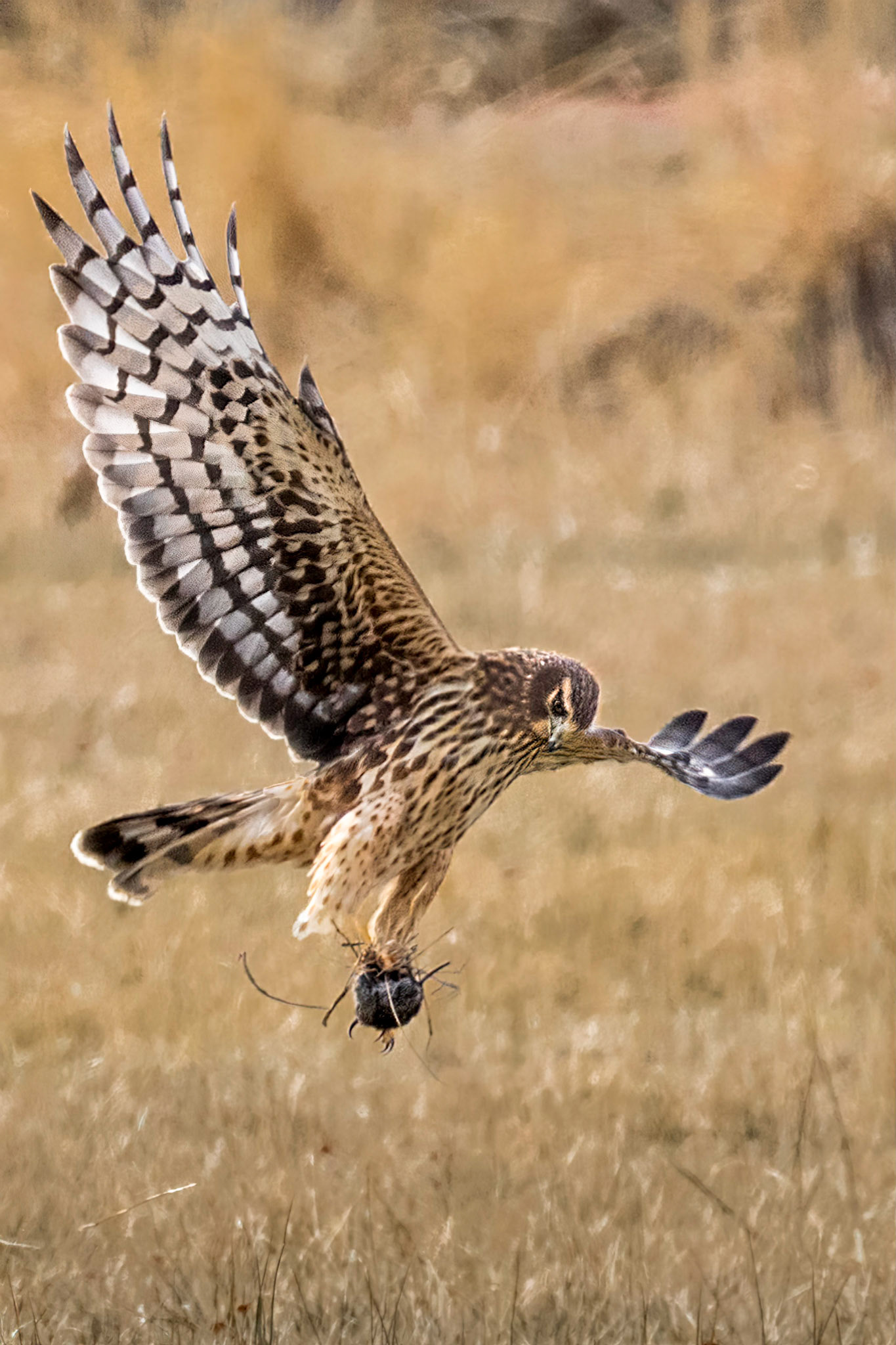 Northern harrier with prey, near Genoa, Nevada
