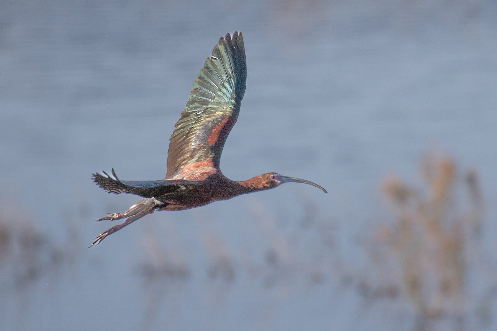 White-faced ibis