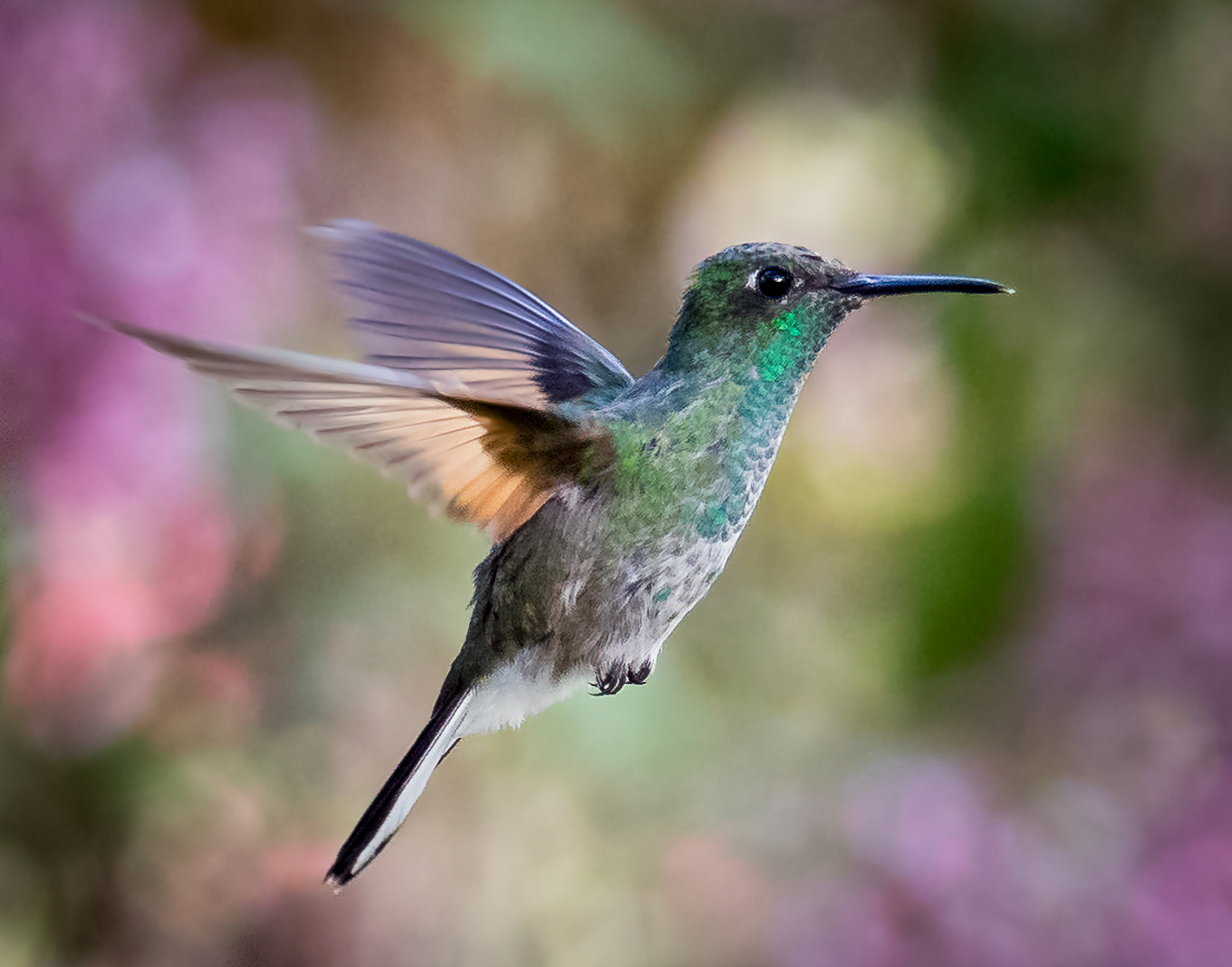 Hummingbird, Costa Rica