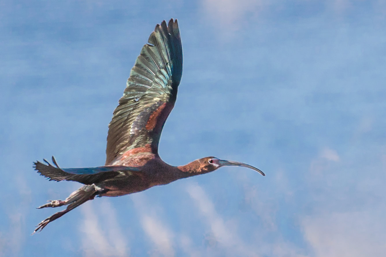 White-faced ibis