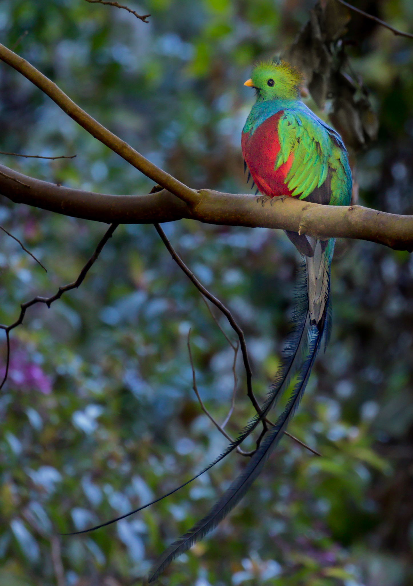 Resplendent Quetzal, Costa Rica