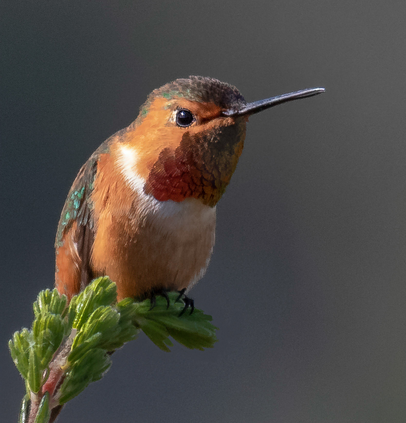 Allen's hummingbird, Santa Cruz, CA