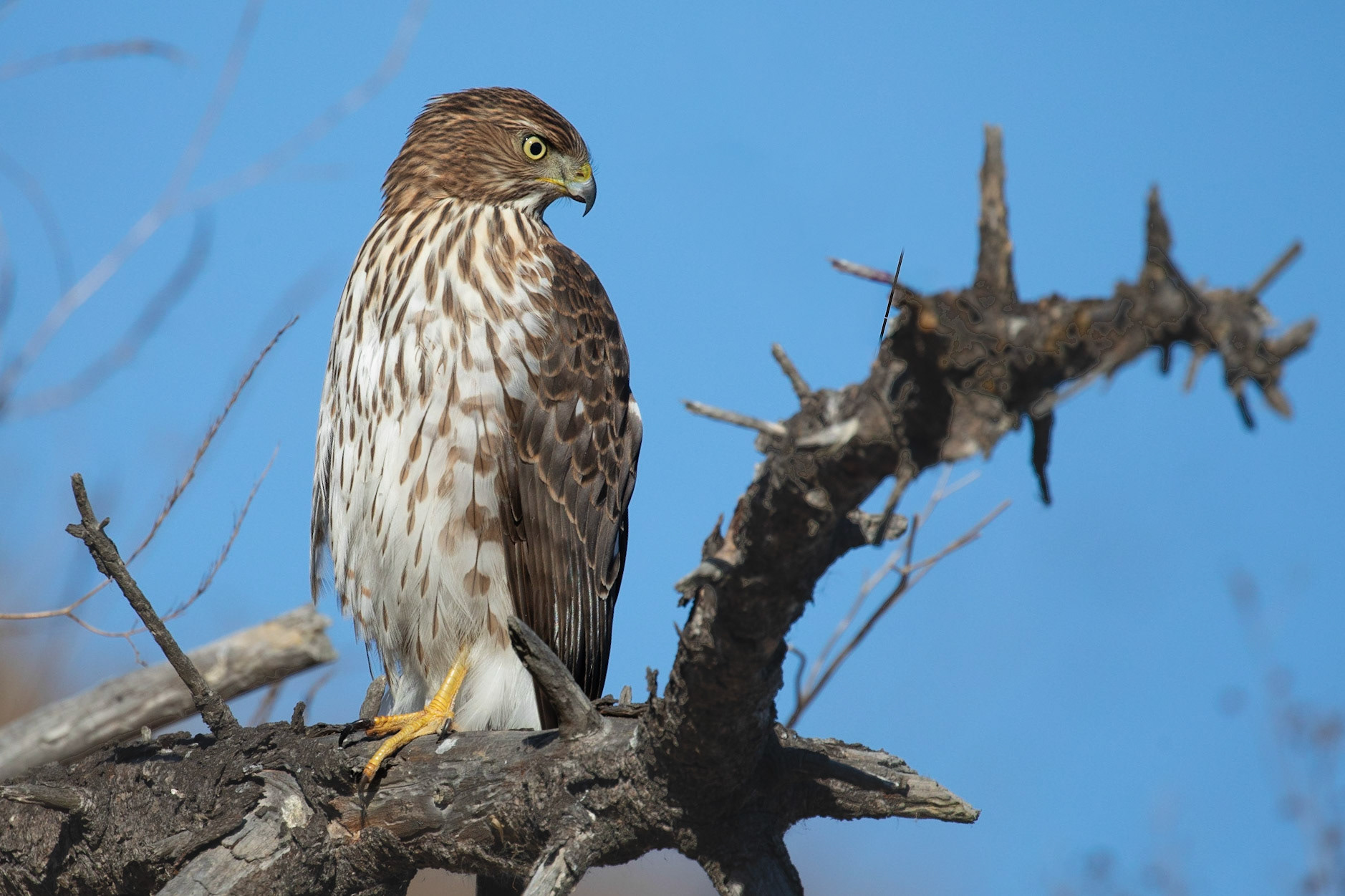 Red-tailed hawk