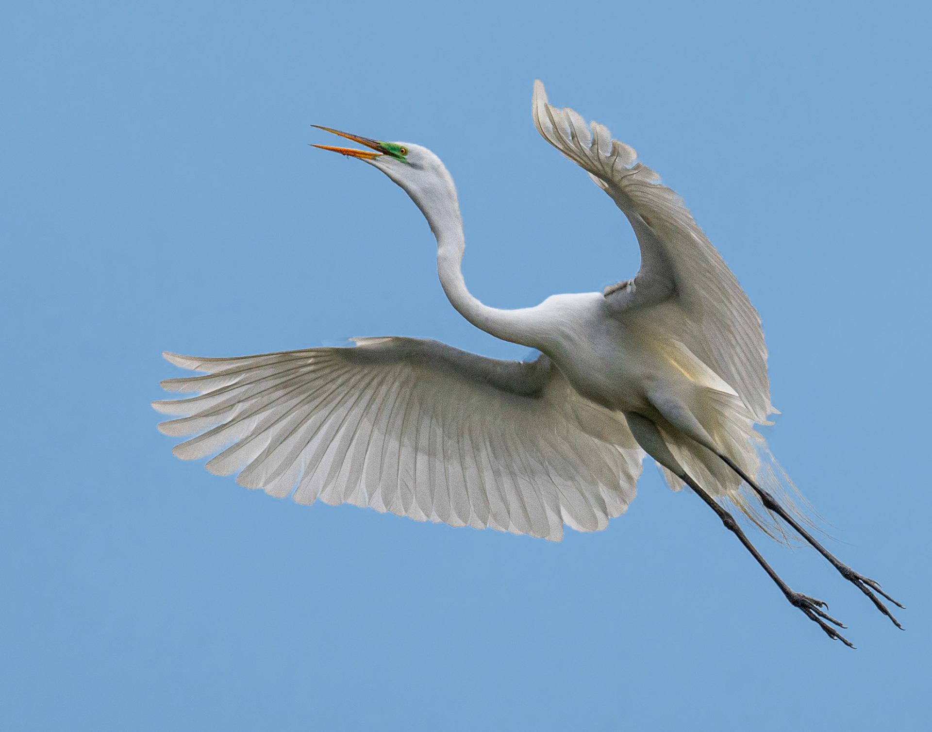 Soaring Great egret