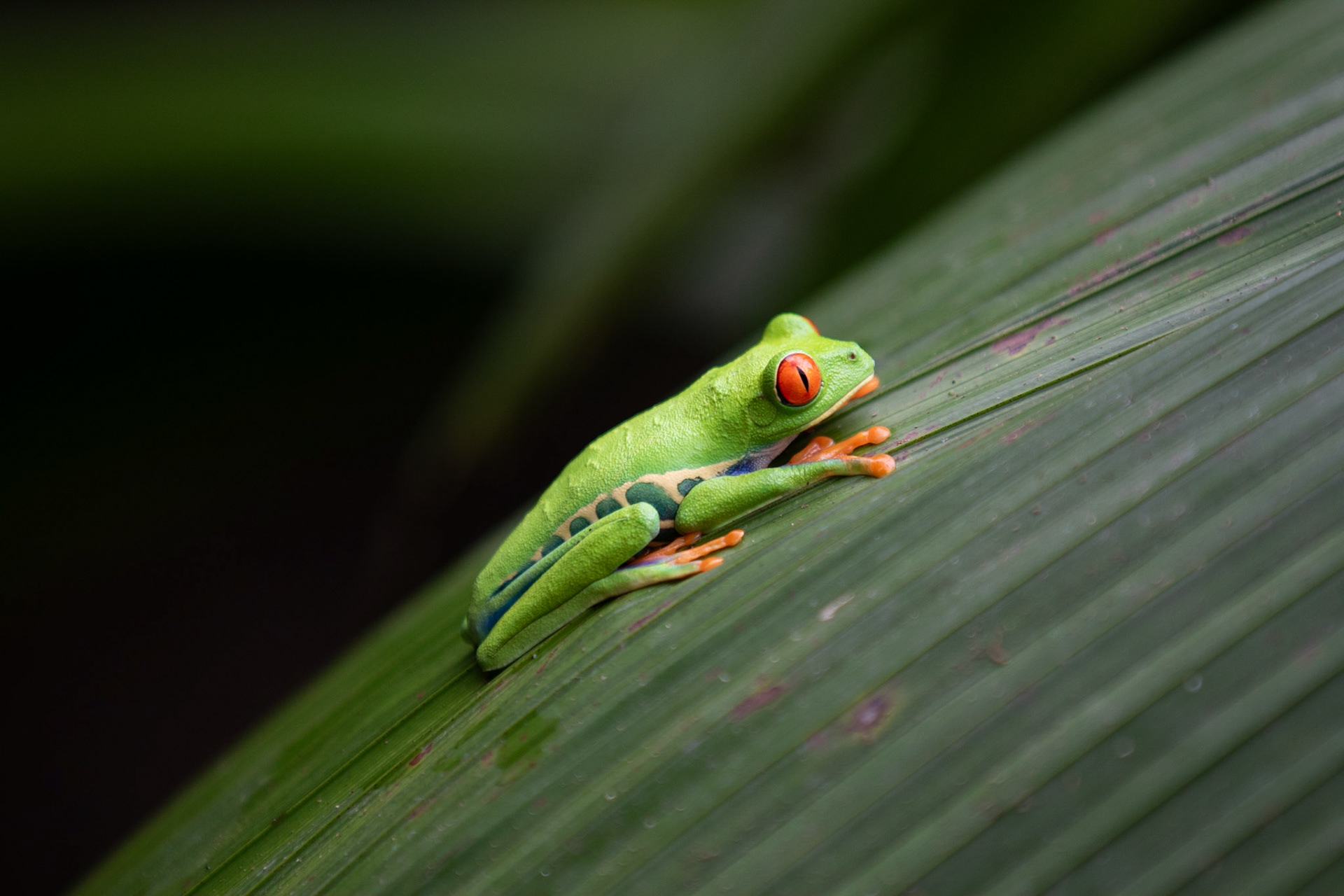 Red-eyed Tree Frog, Costa Rica