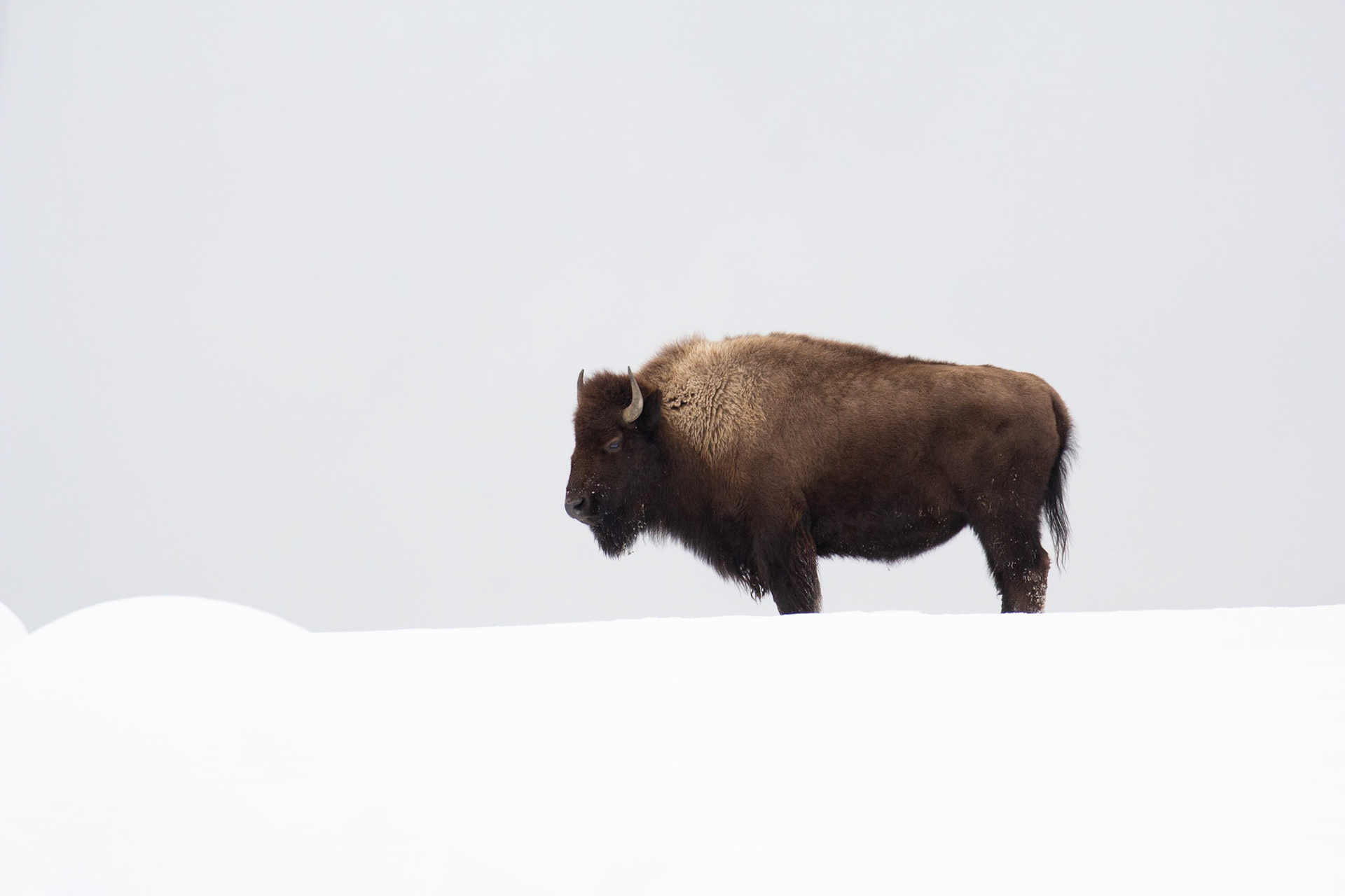 Lone American bison in profile