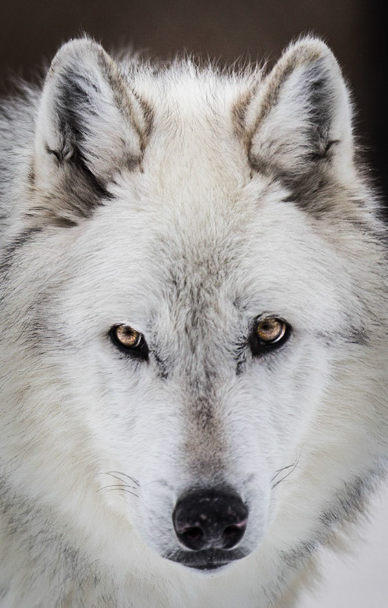 Gray wolf, West Yellowstone