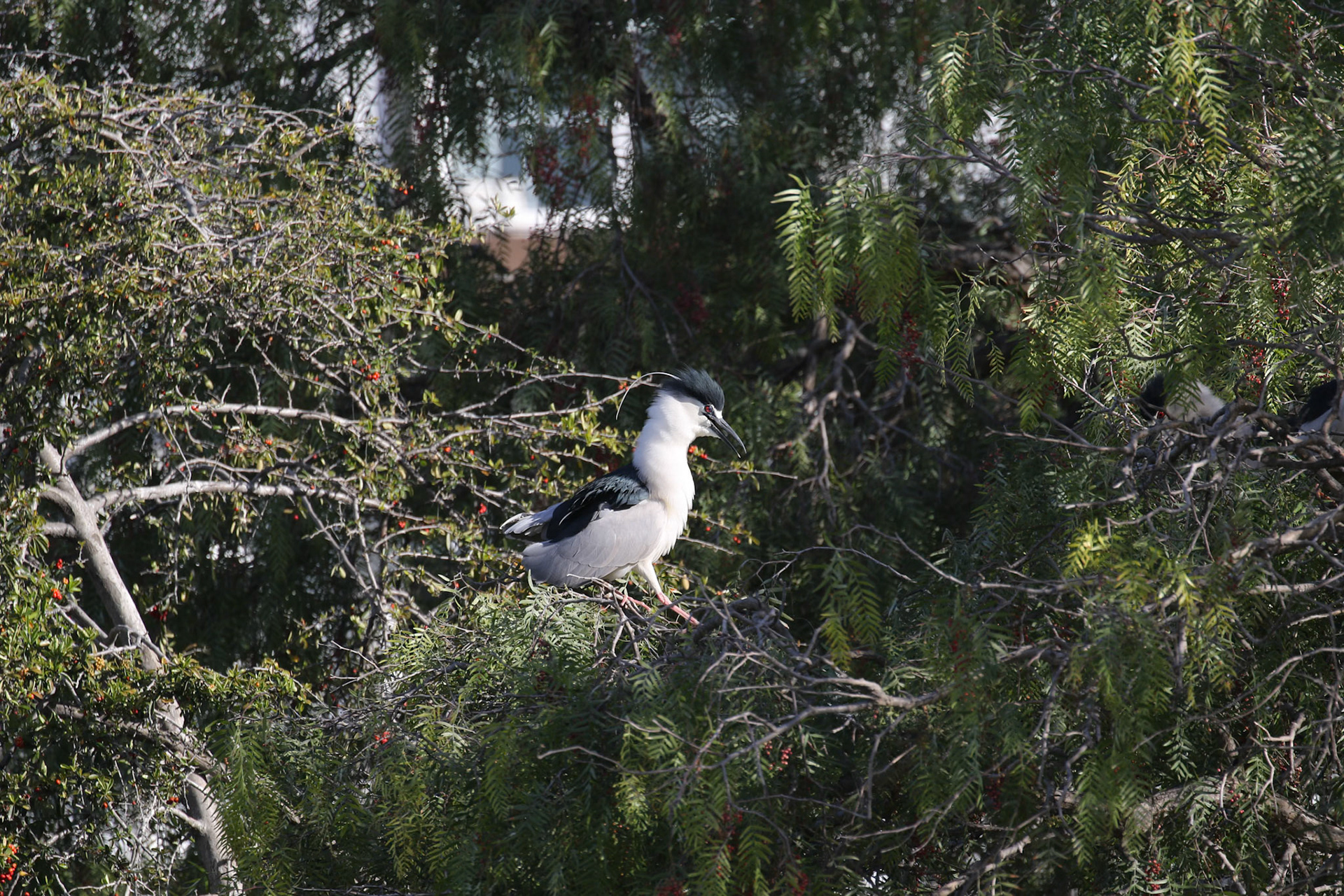 Black-crowned night heron