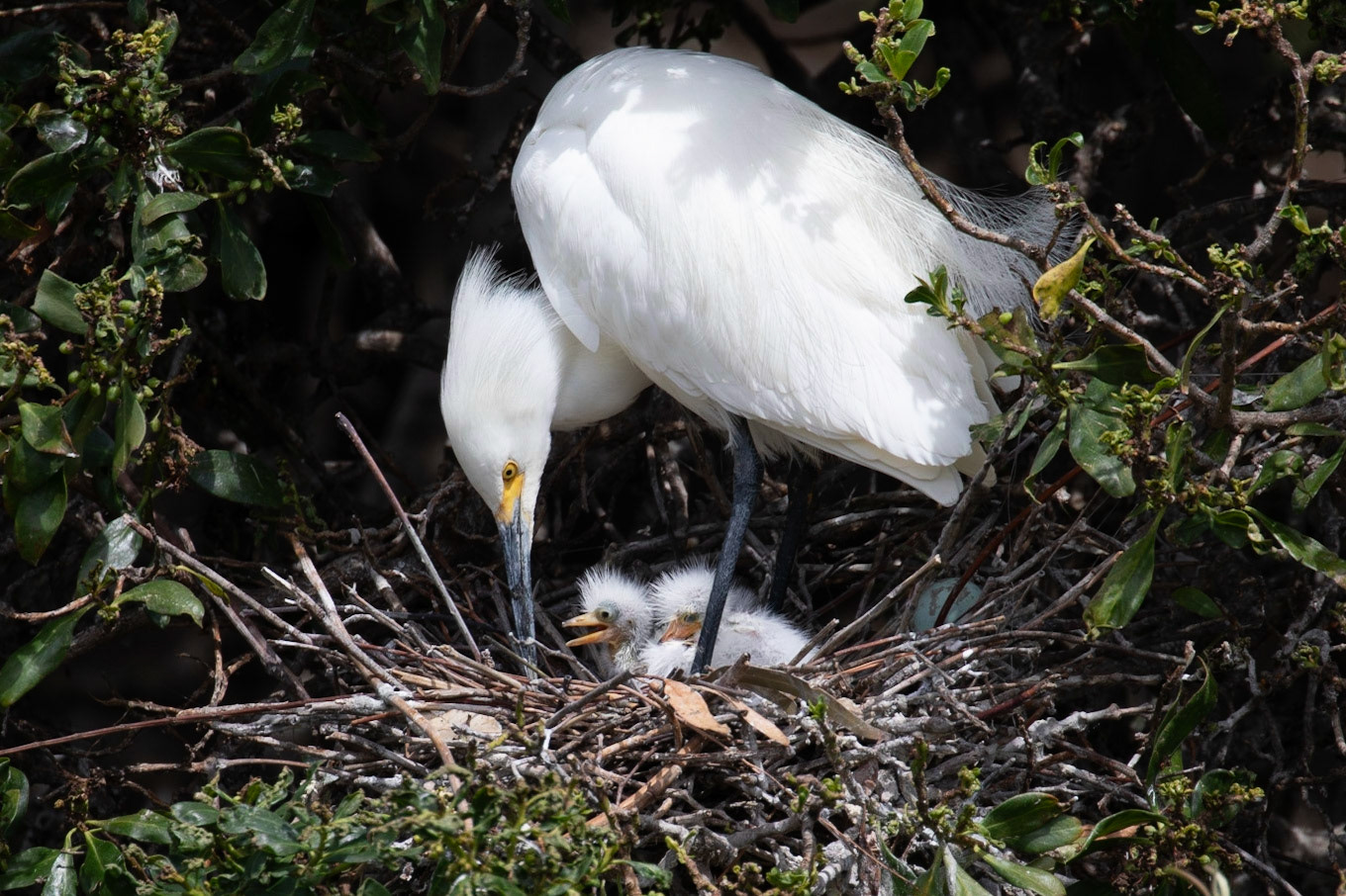 Snowy egret protects her chicks