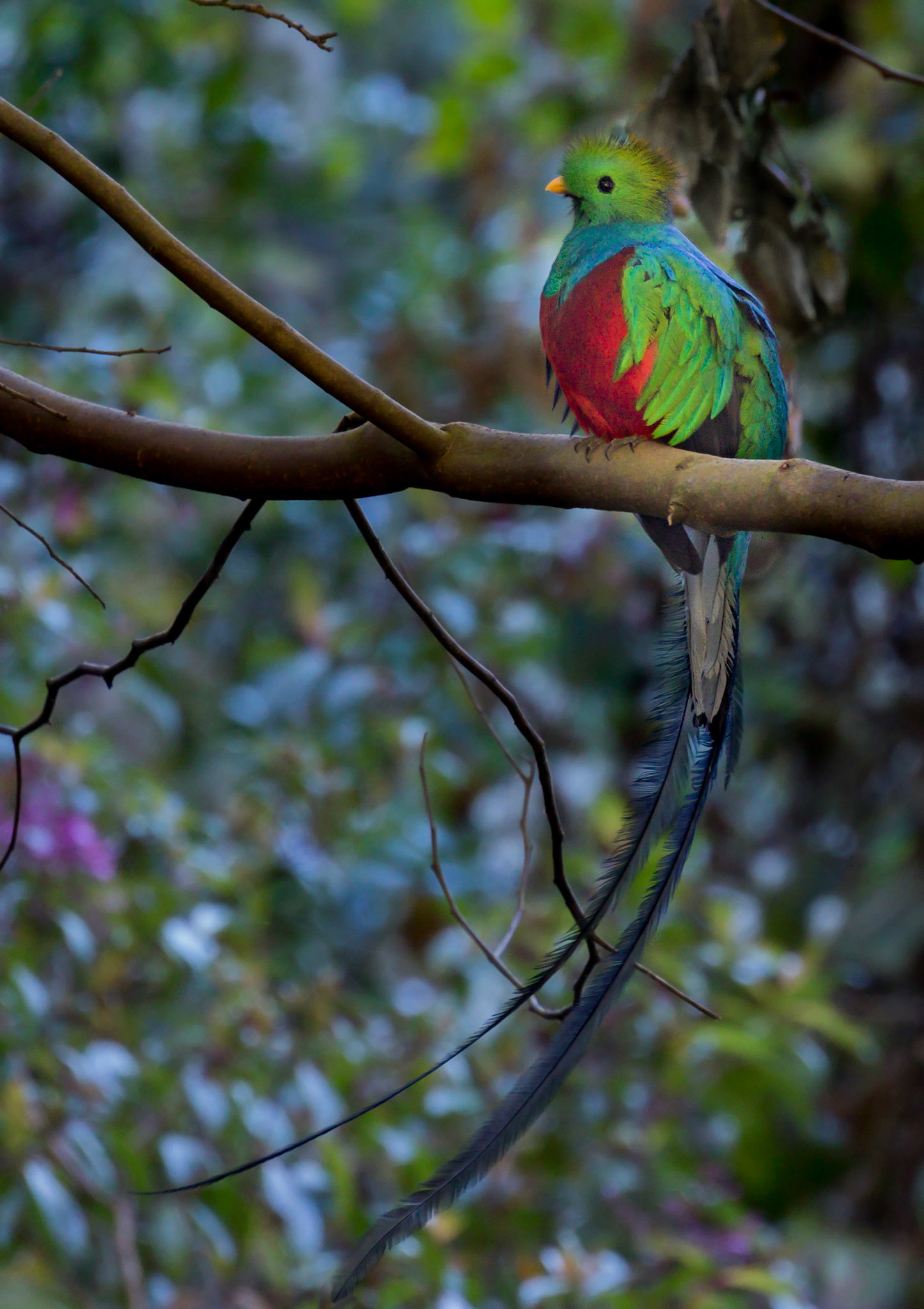 Resplendent Quetzal, Costa Rica