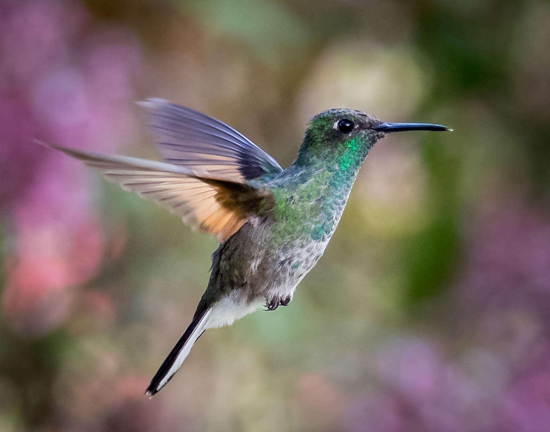 Hummingbird, Costa Rica