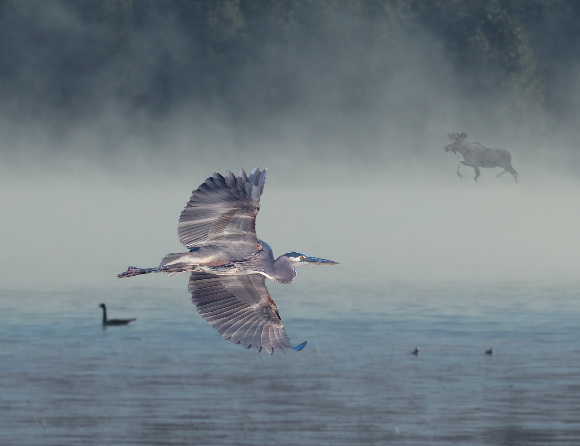 Great blue heron, moose in background