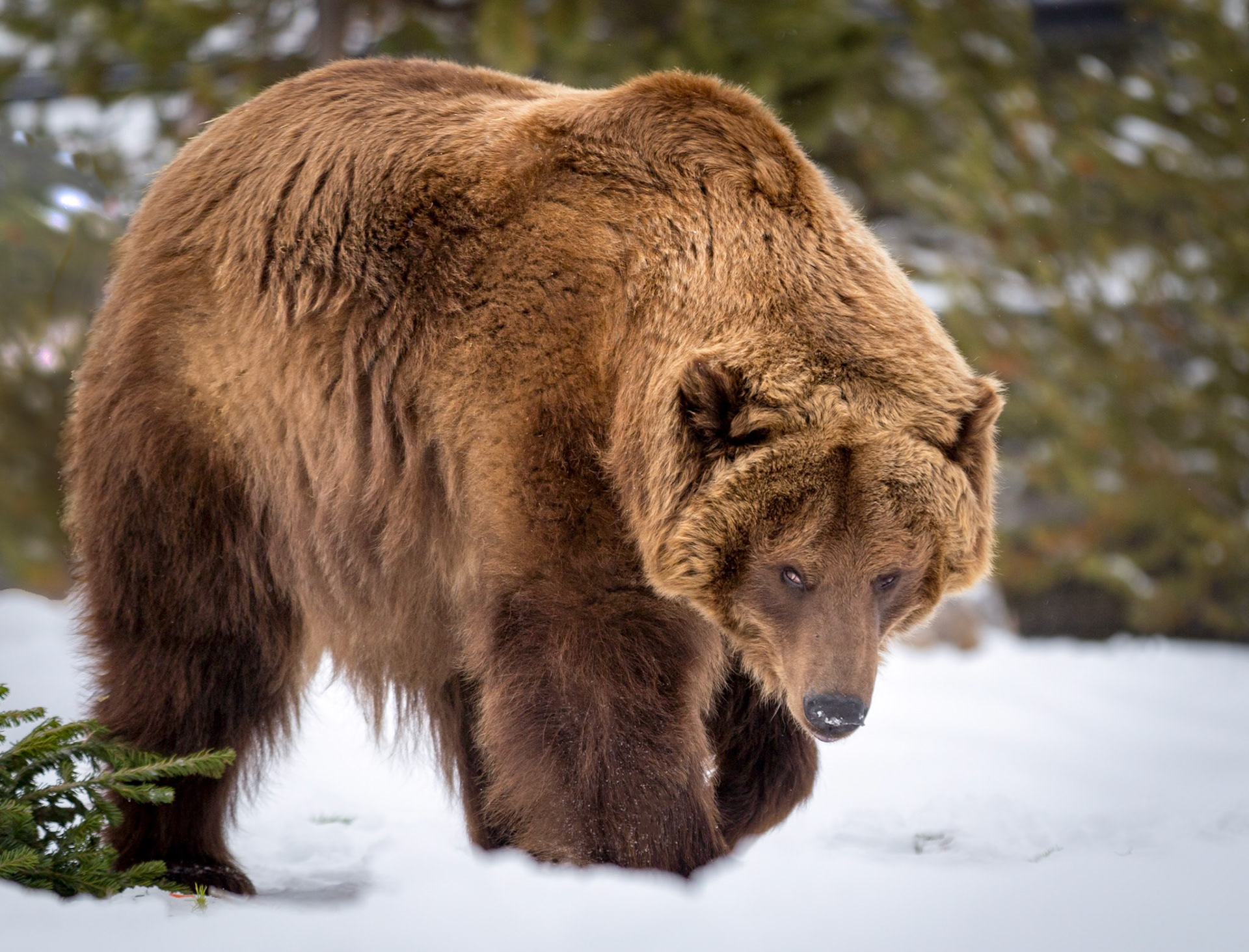 Grizzly bear in winter, West Yellowstone