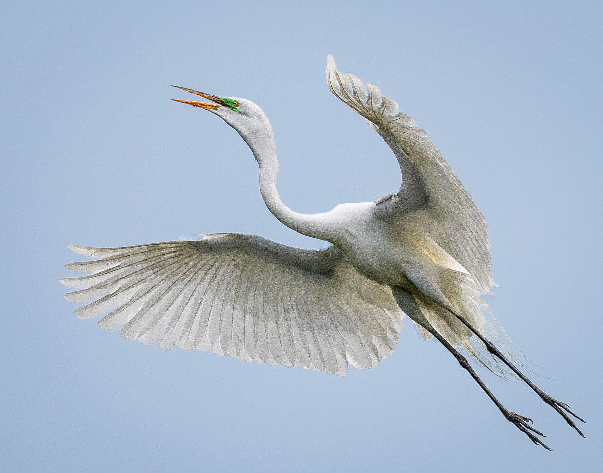 Soaring Great egret