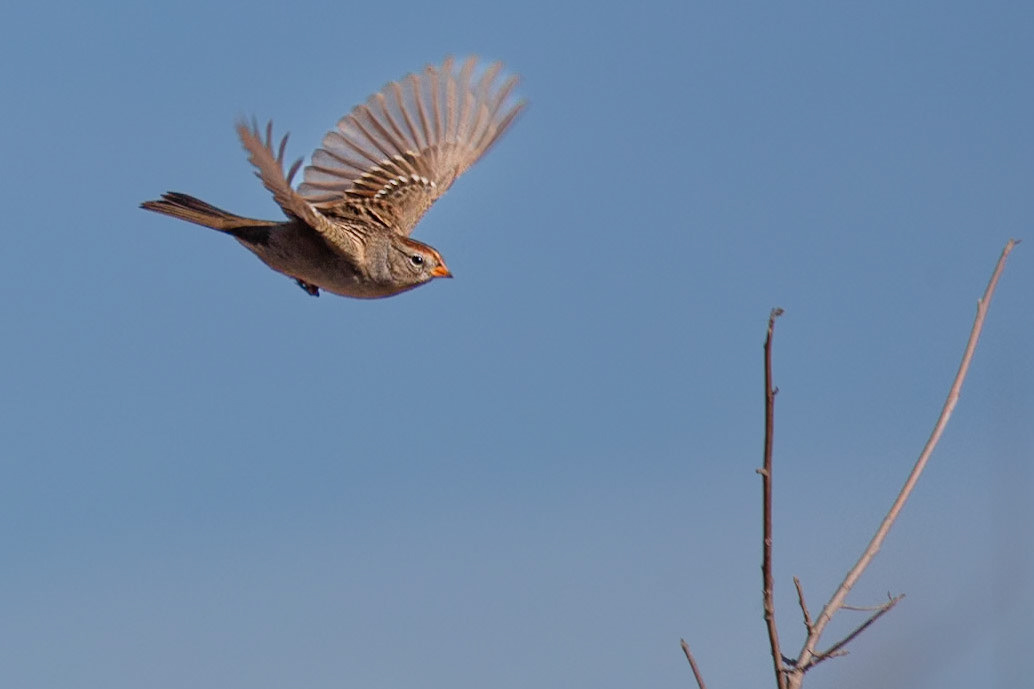 Immature White-crowned sparrow