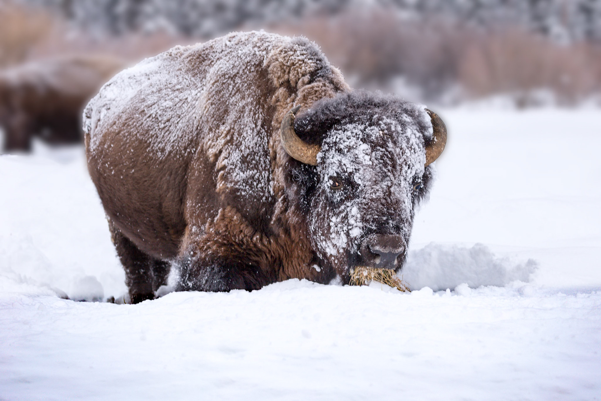 Bison forages for food under Yellowstone snow
