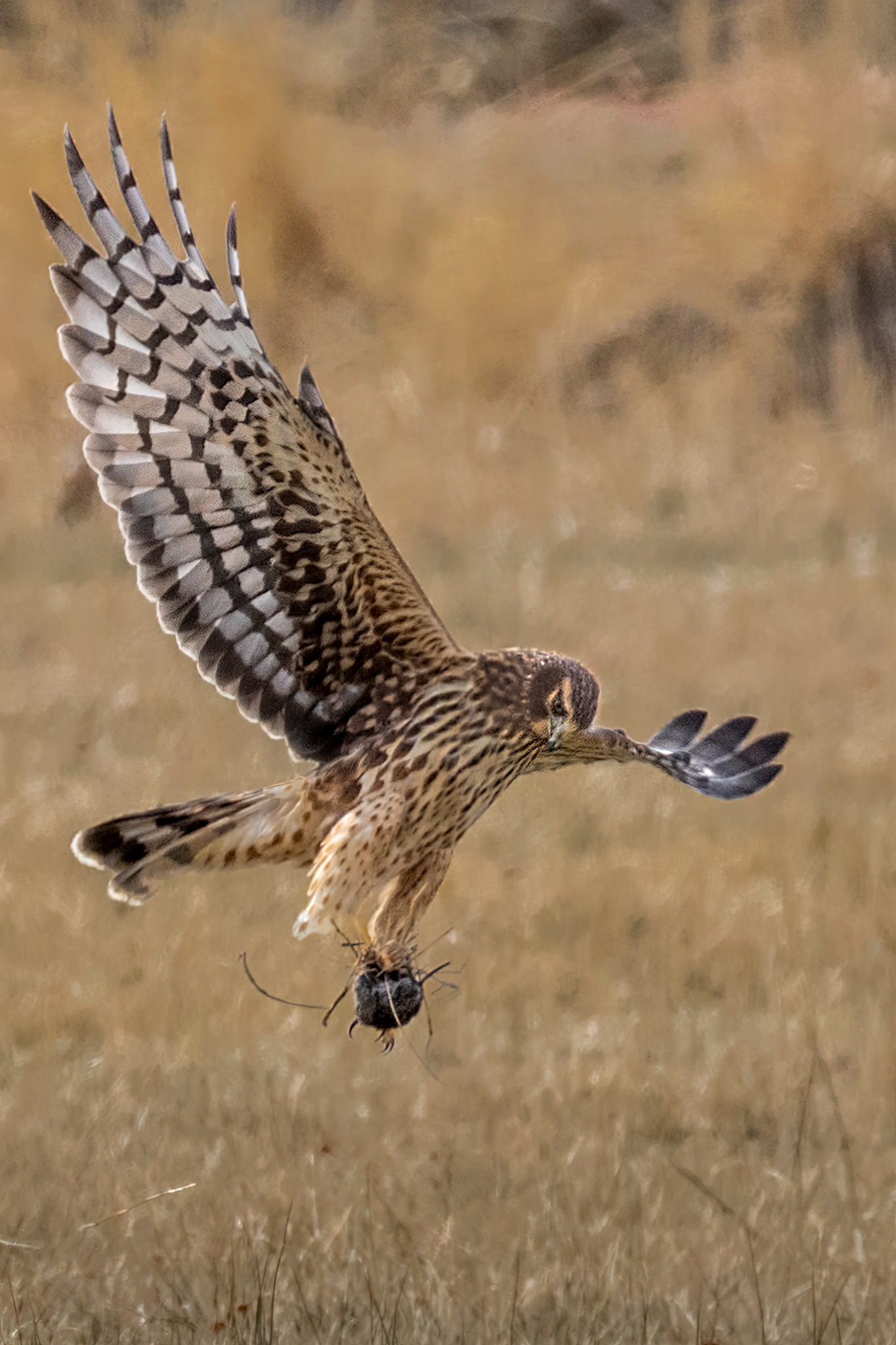 Northern harrier with prey, near Genoa, Nevada