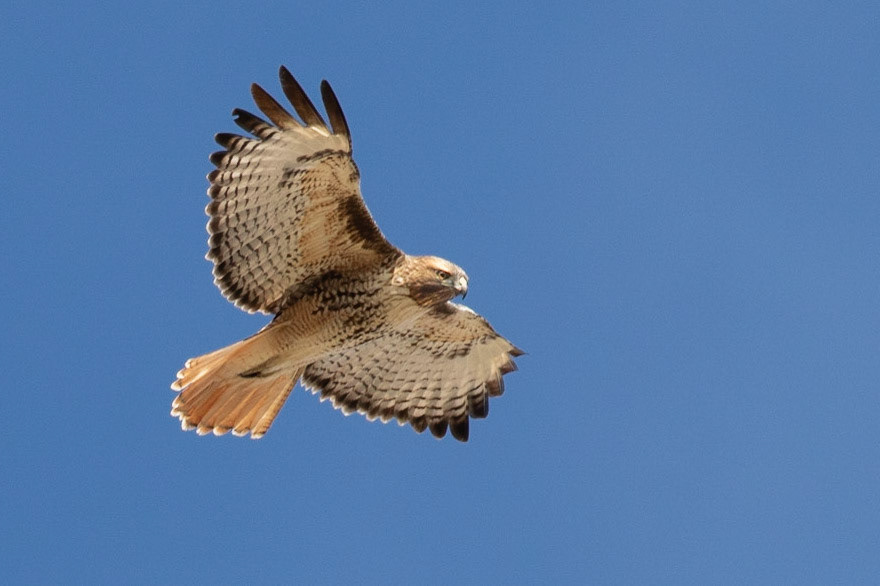 Red-tailed hawk