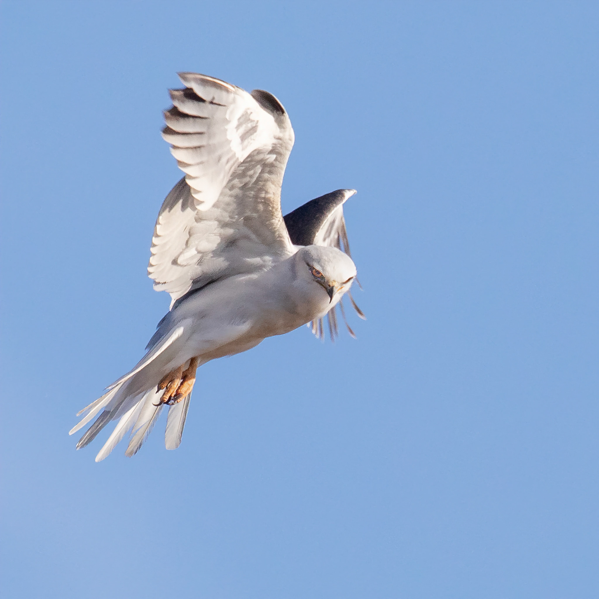 White-tailed kite