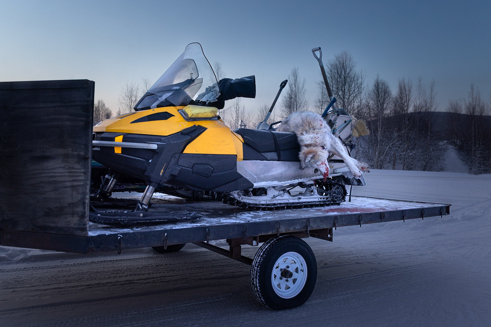 Slain gray wolf, winter hunter's reward