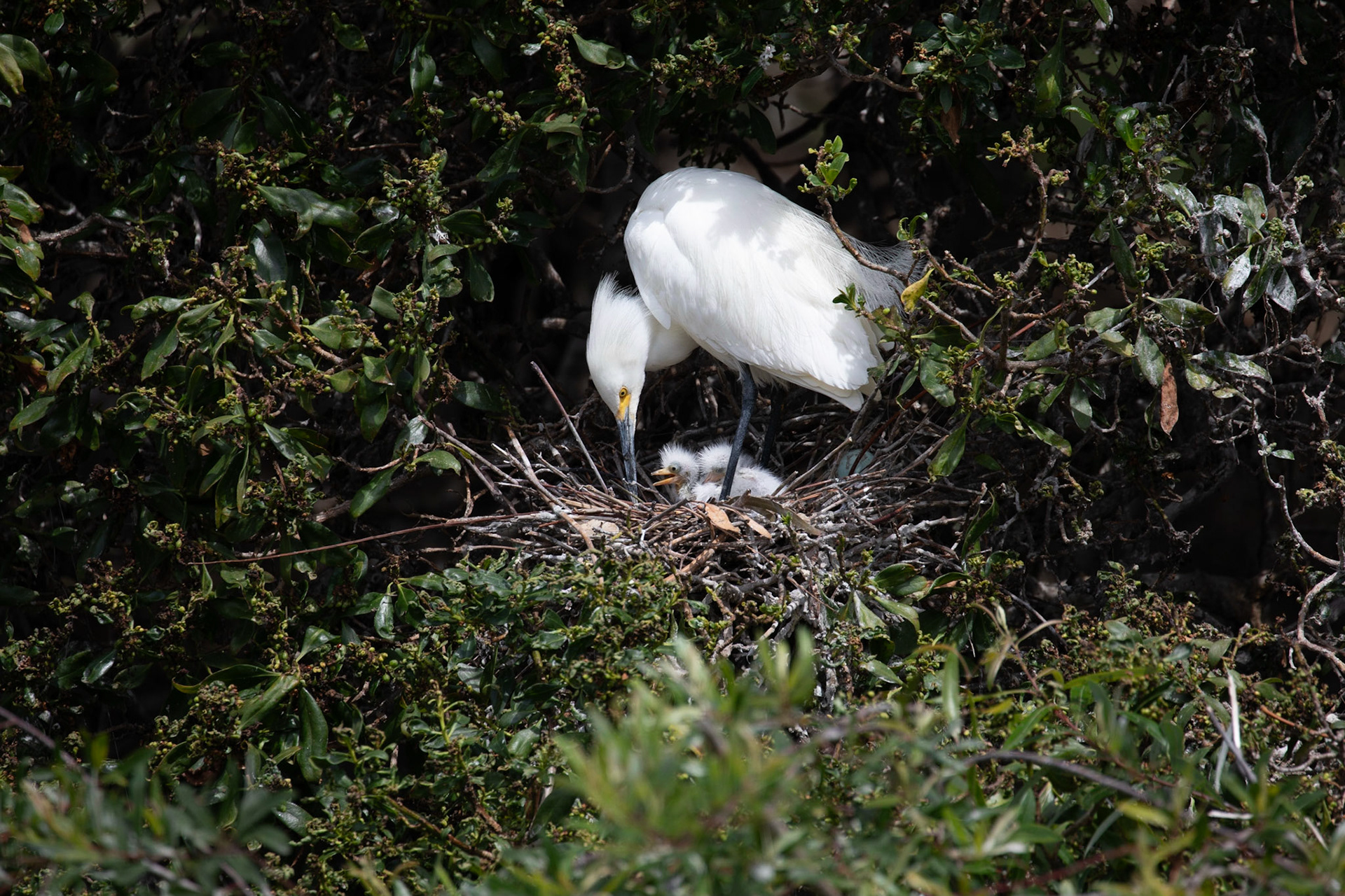 Snowy egret protects her chicks