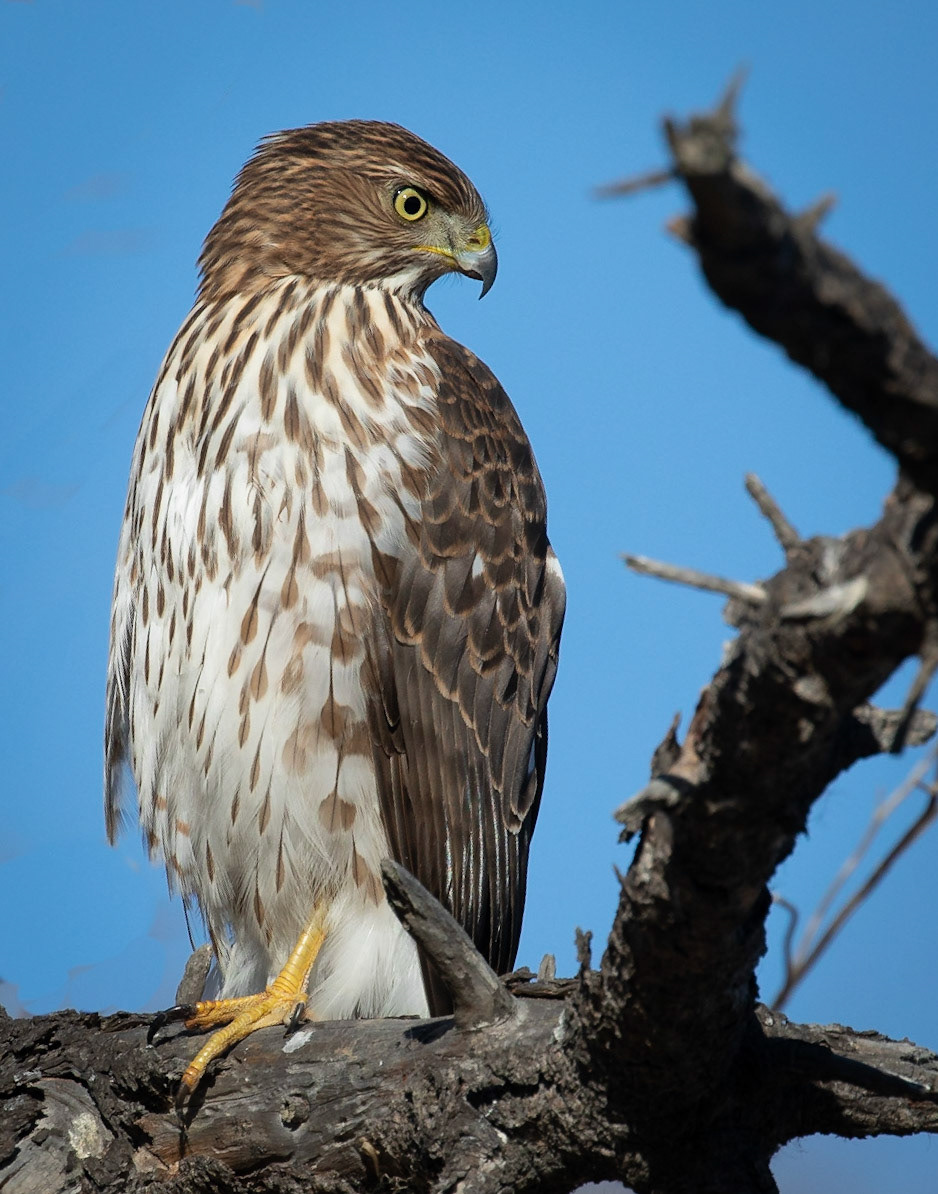 Red-tailed hawk