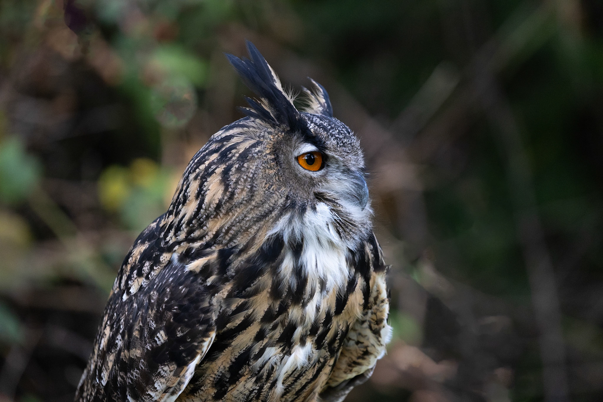 Eurasian Eagle-owl