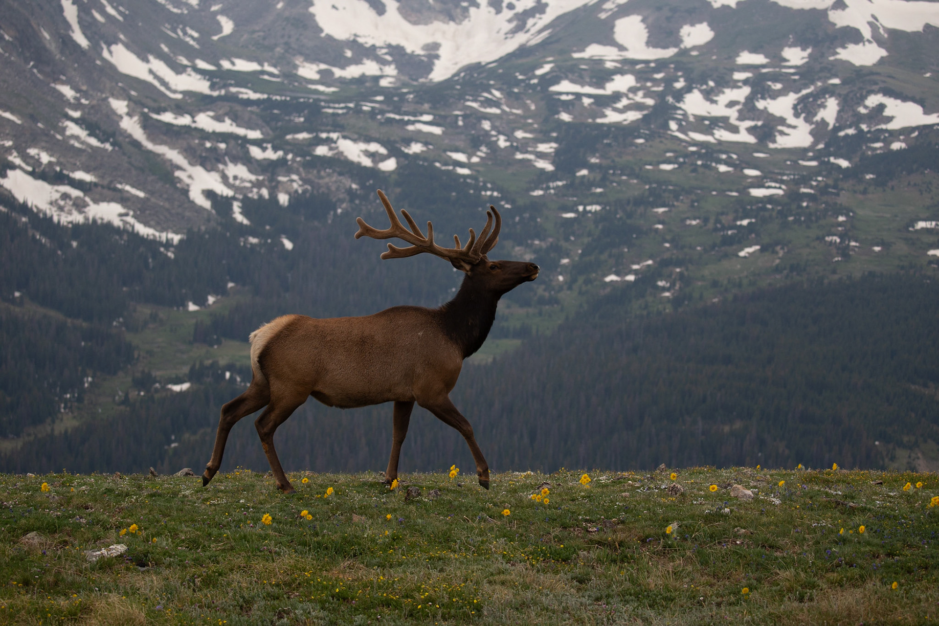 Elk in Rocky Mountain National Park