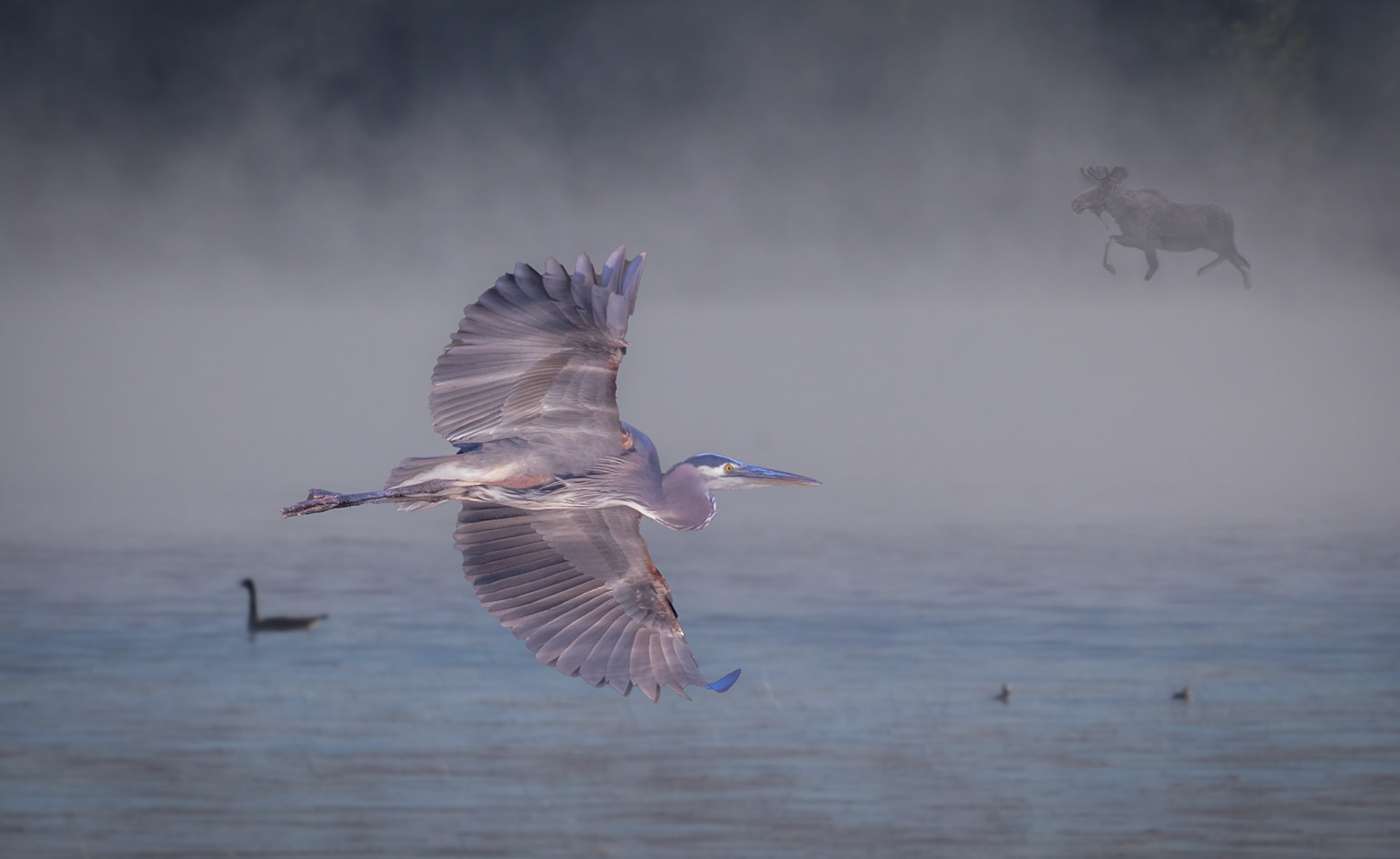 Great blue heron
