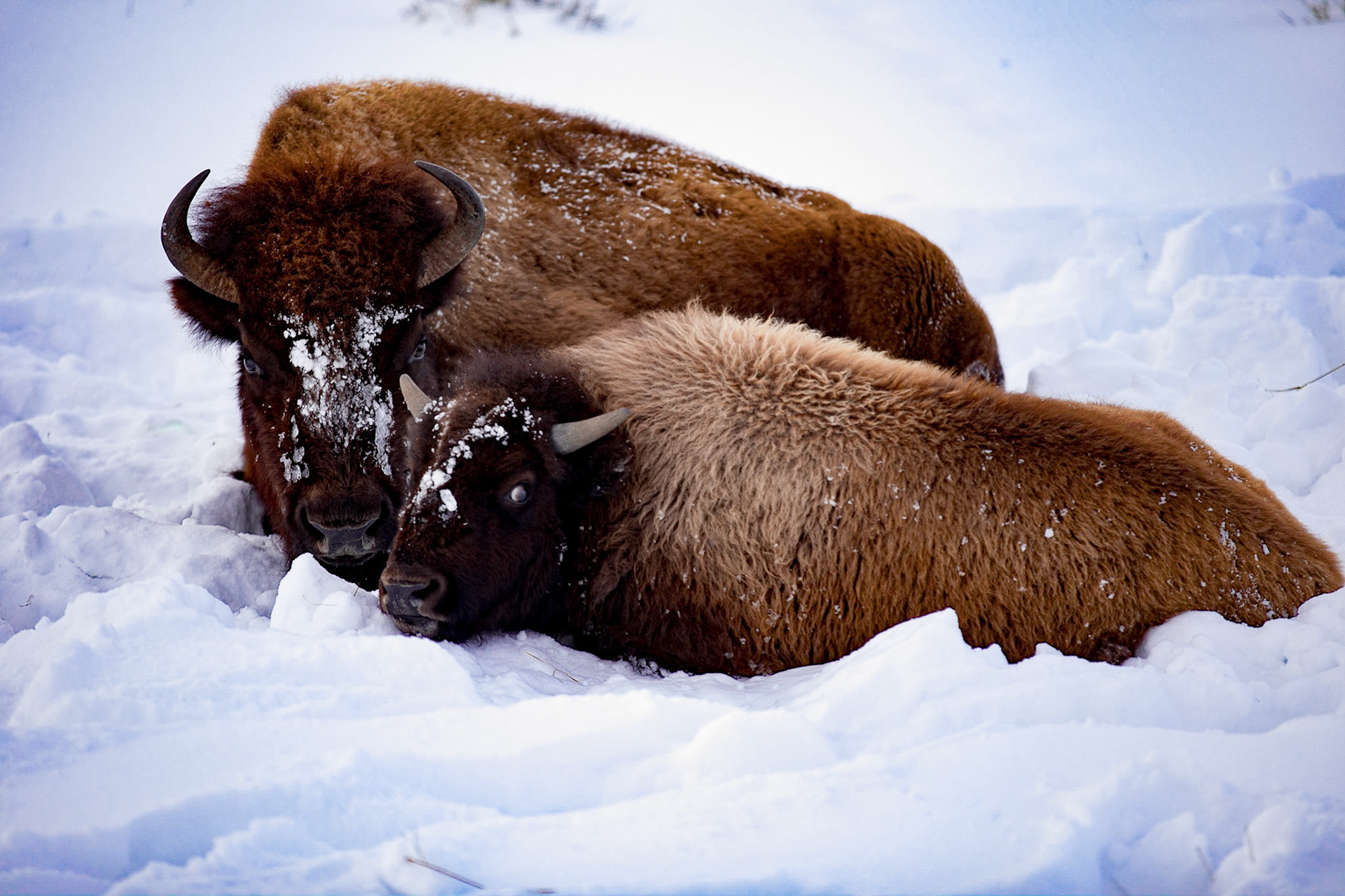 Bison mother and calf winter at Yellowstone.