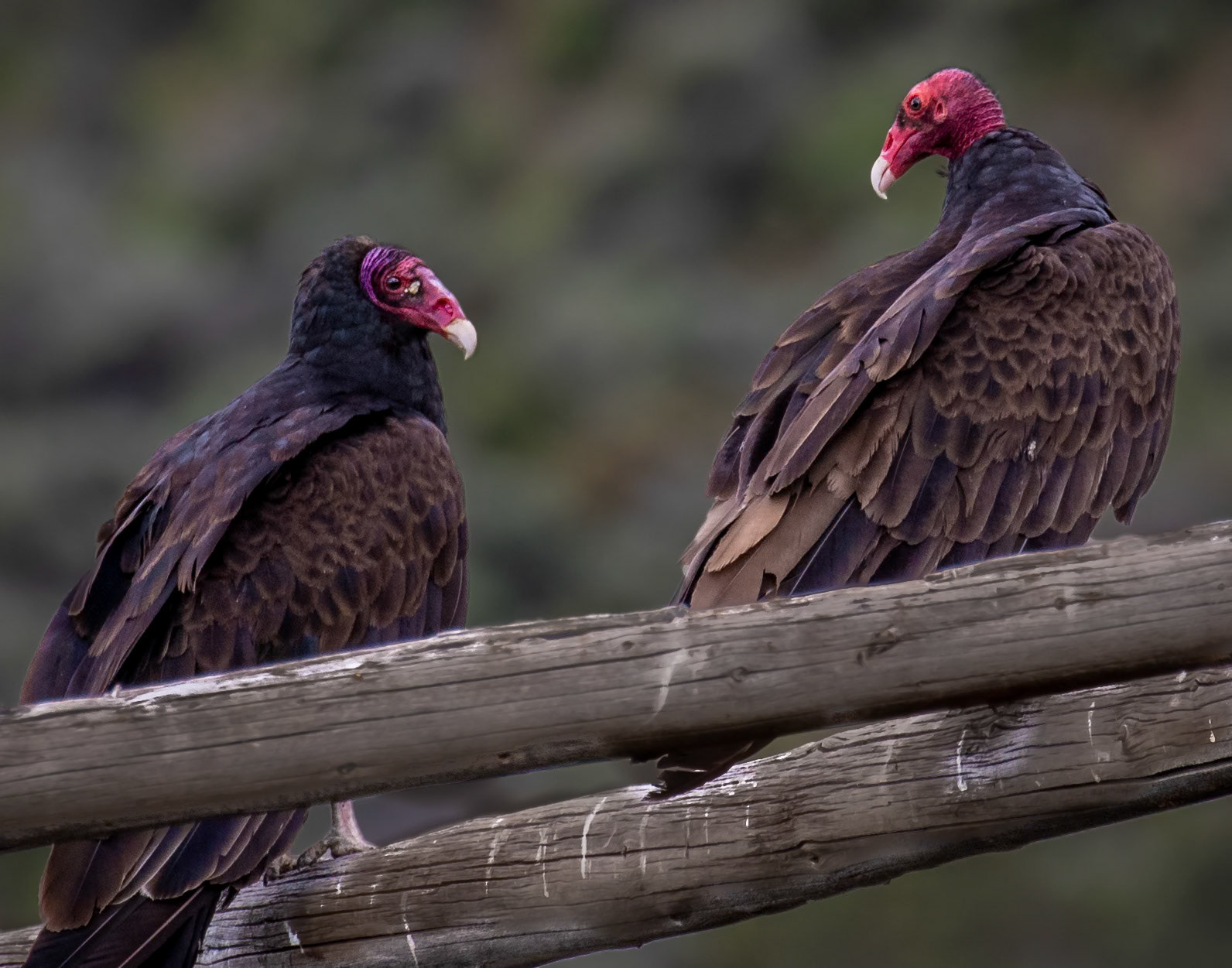 Turkey vultures