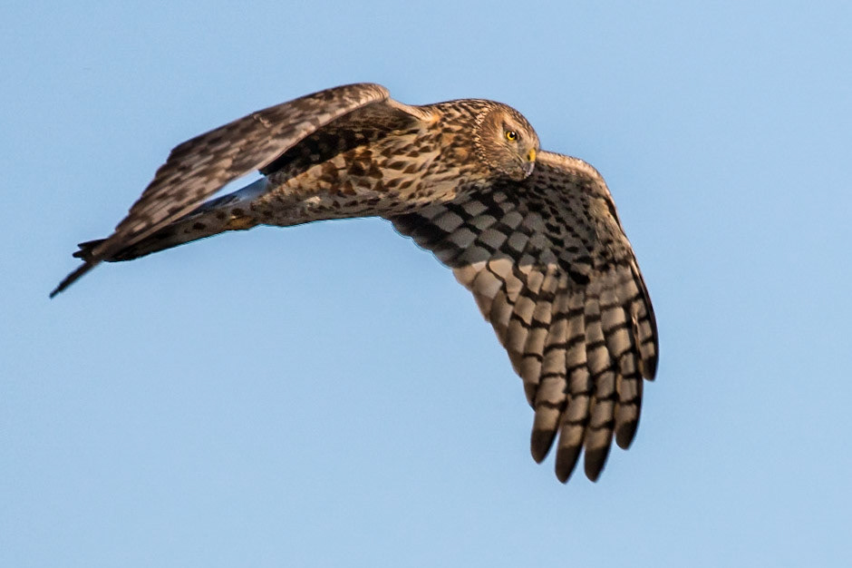 Northern Hharrier in flight