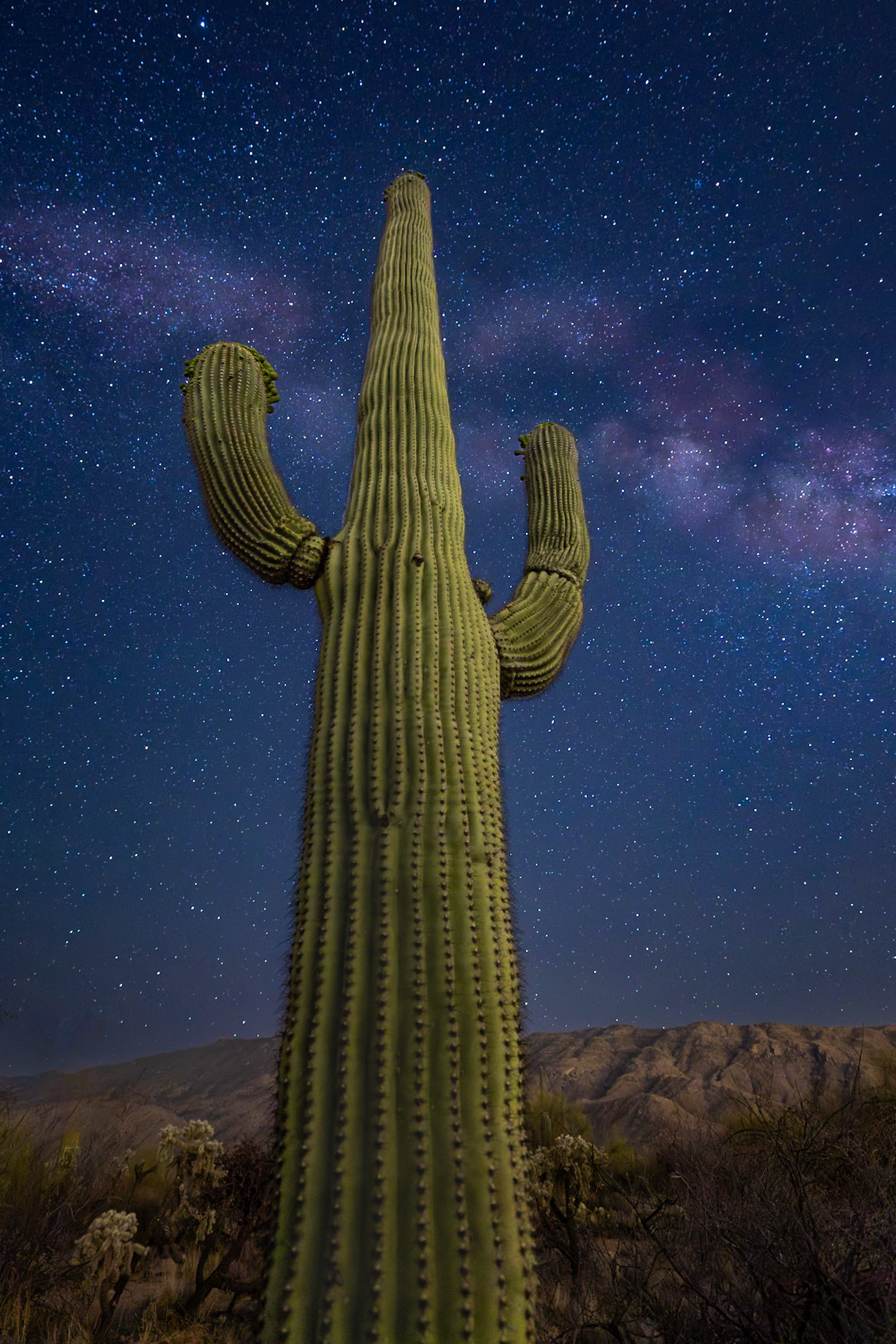 Saguaro cactus at night