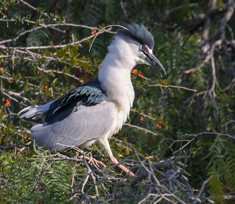 Black-crowned night heron