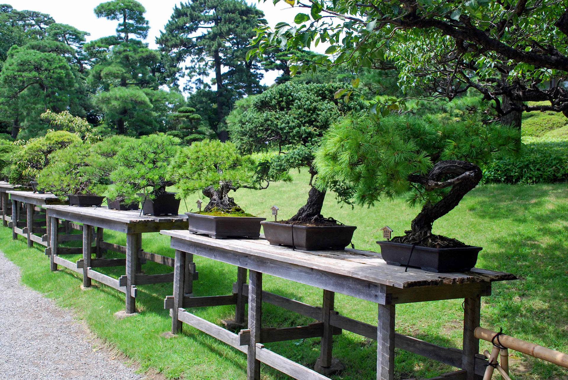 Bonsai Trees  Some are 500 Years Old