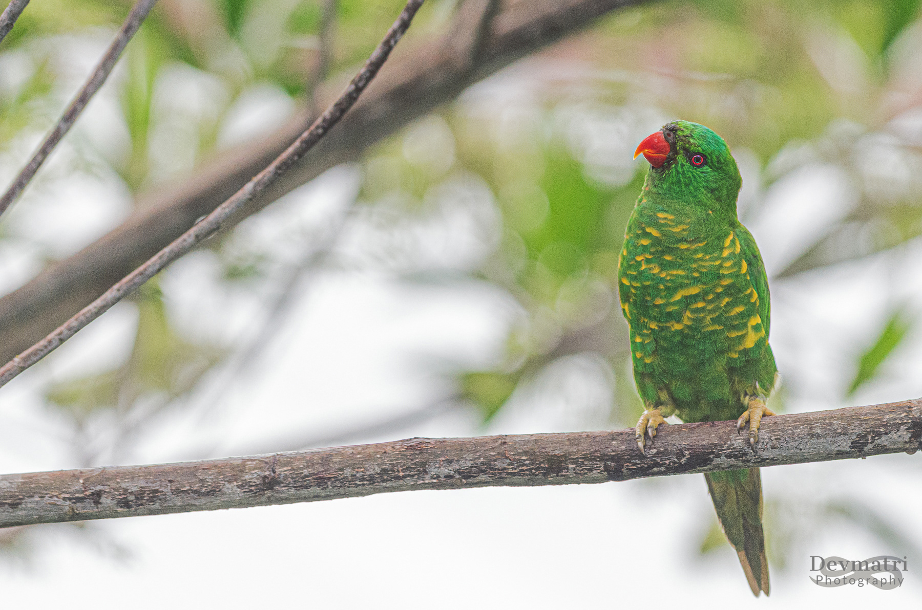 Scaly-breasted lorikeet