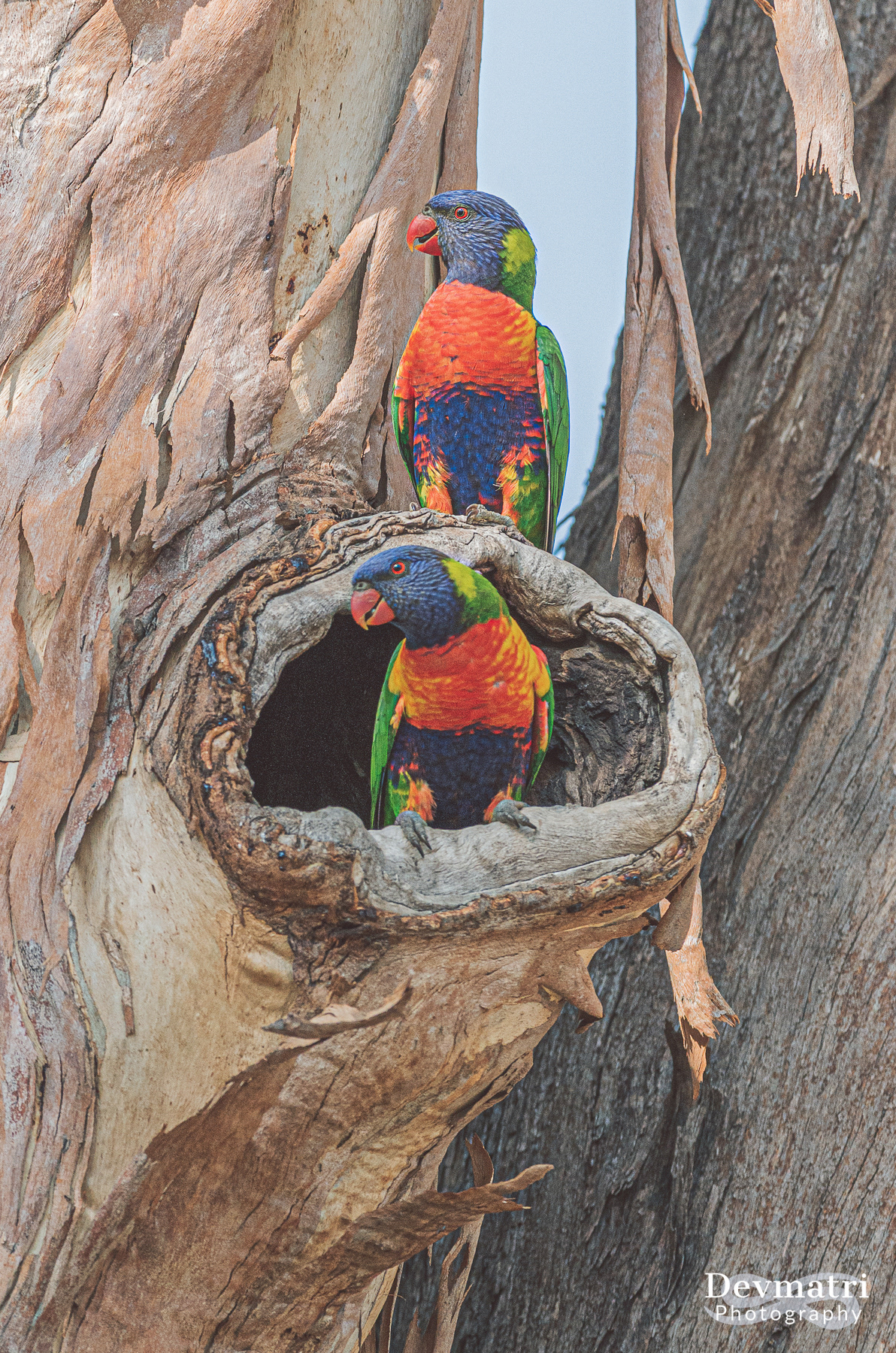 Rainbow Lorikeet