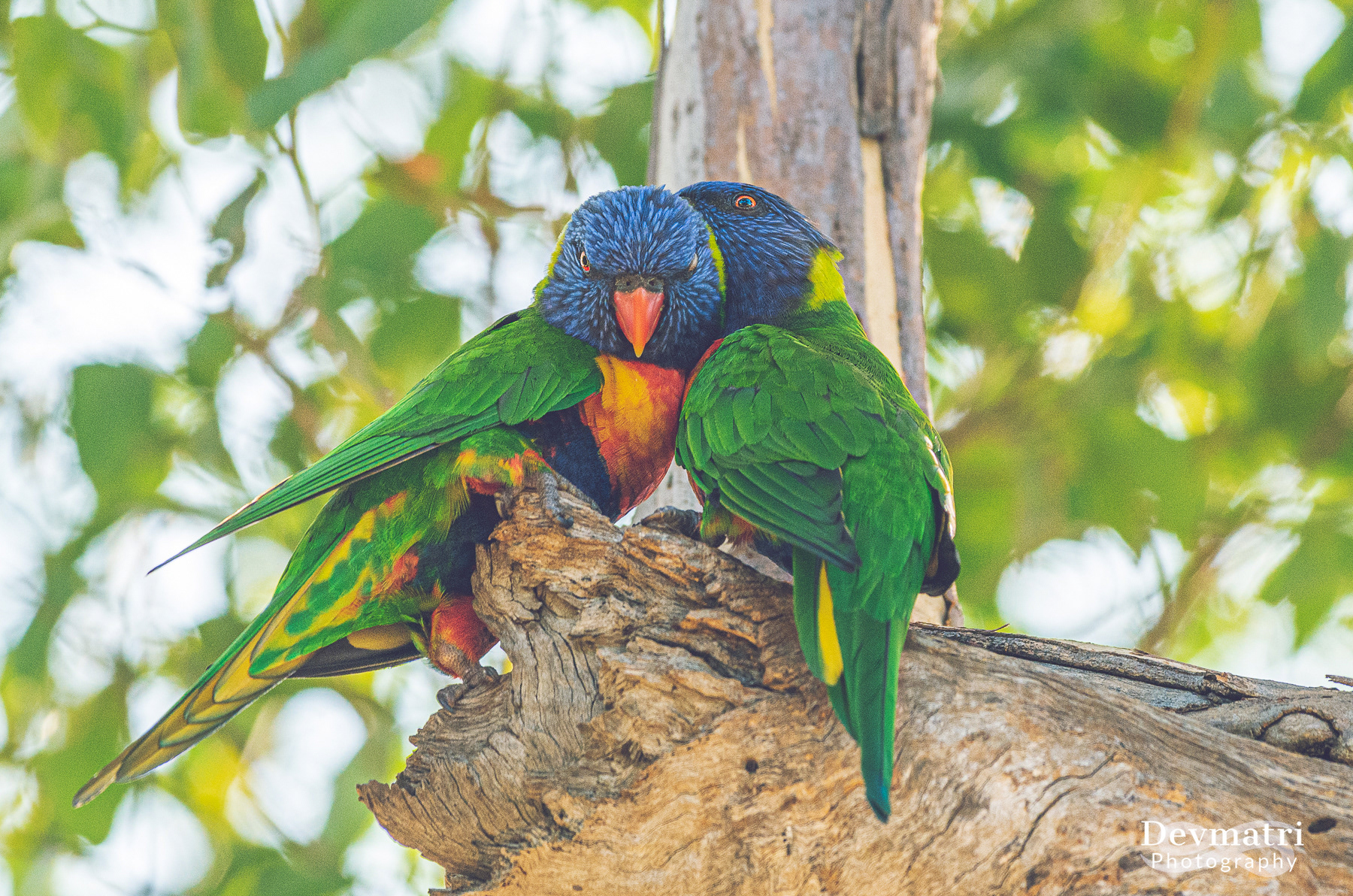 Rainbow Lorikeet