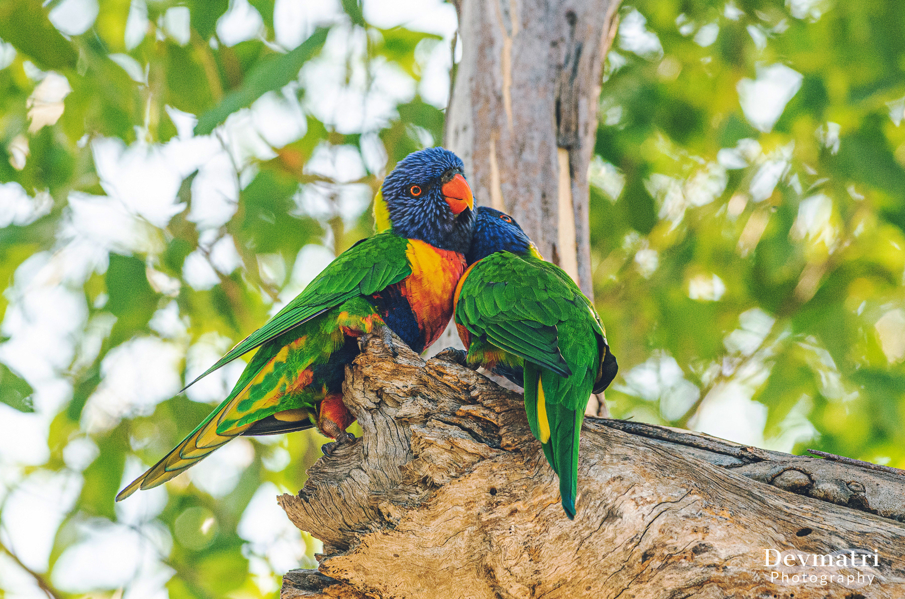 Rainbow Lorikeet